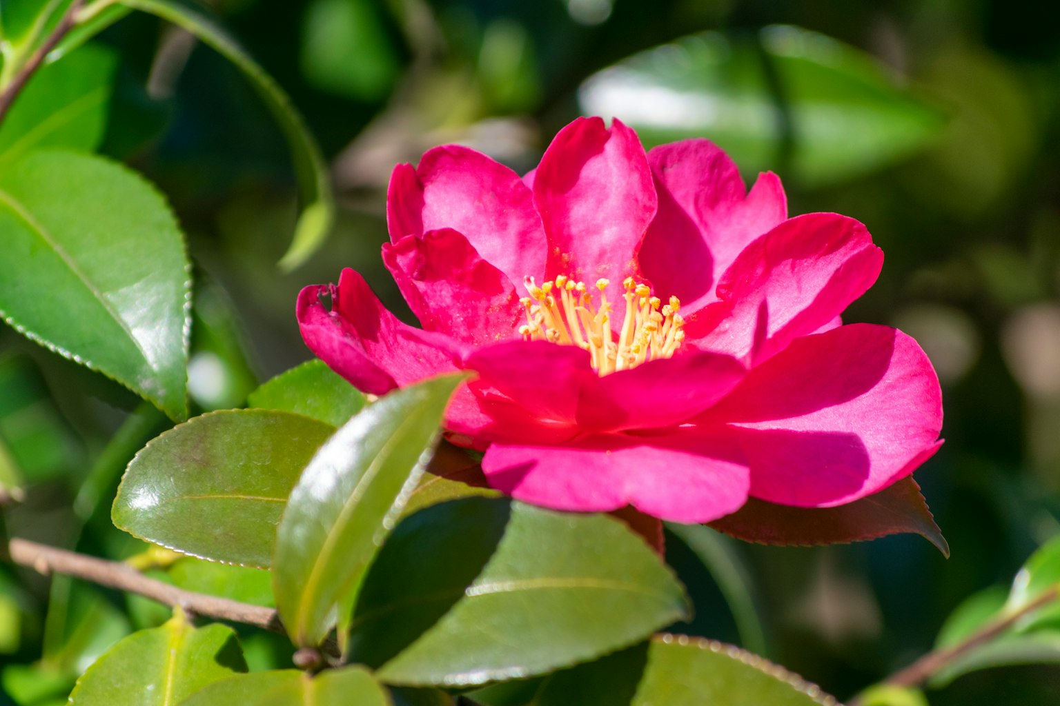 Lebendige rosa Kamelienblüte umgeben von grünen Blättern