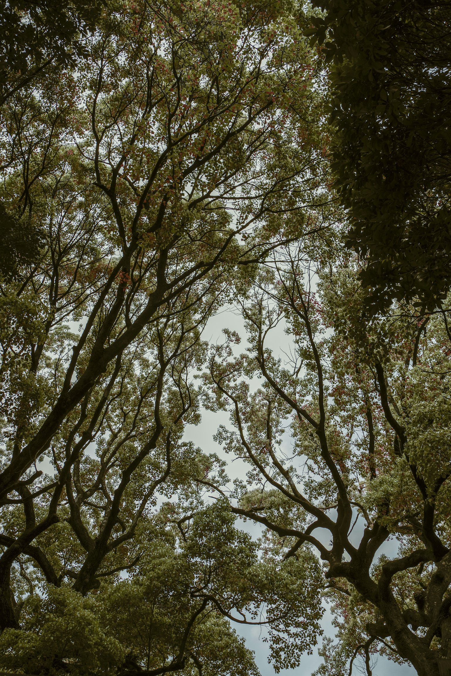Vista verso l'alto attraverso gli alberi Foglie verdi e rami sottili si estendono nel cielo