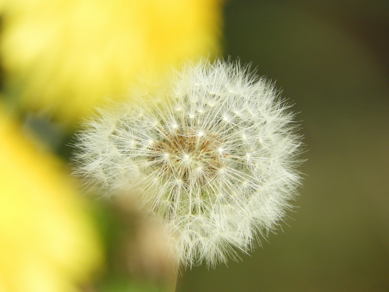 Un diente de león blanco con un fondo amarillo
