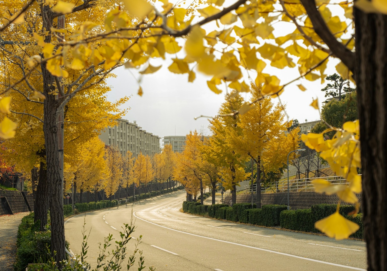 Autumn street lined with yellow ginkgo trees