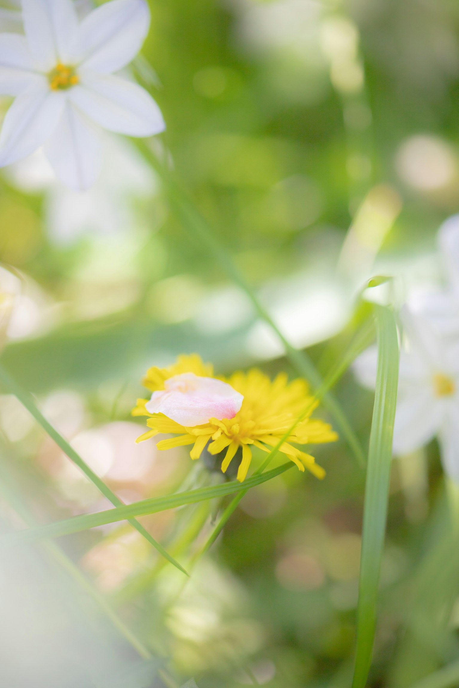 一朵黃色的蒲公英和一朵粉色的花在綠色花園中的白色花朵之間