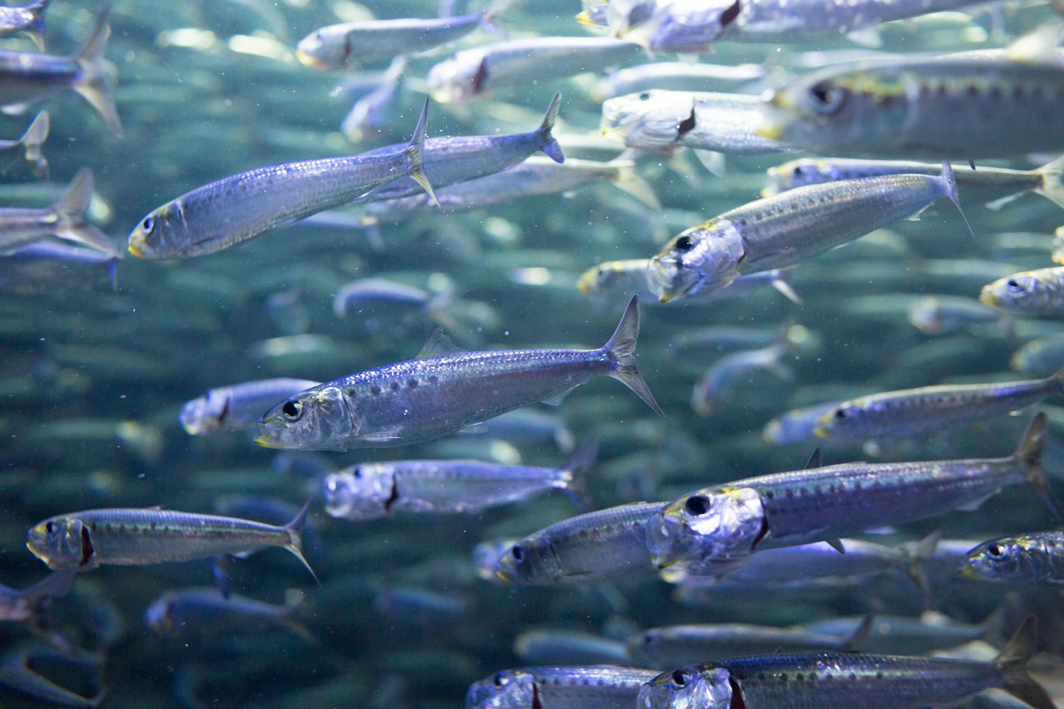 青い水中で泳ぐ魚の群れ
