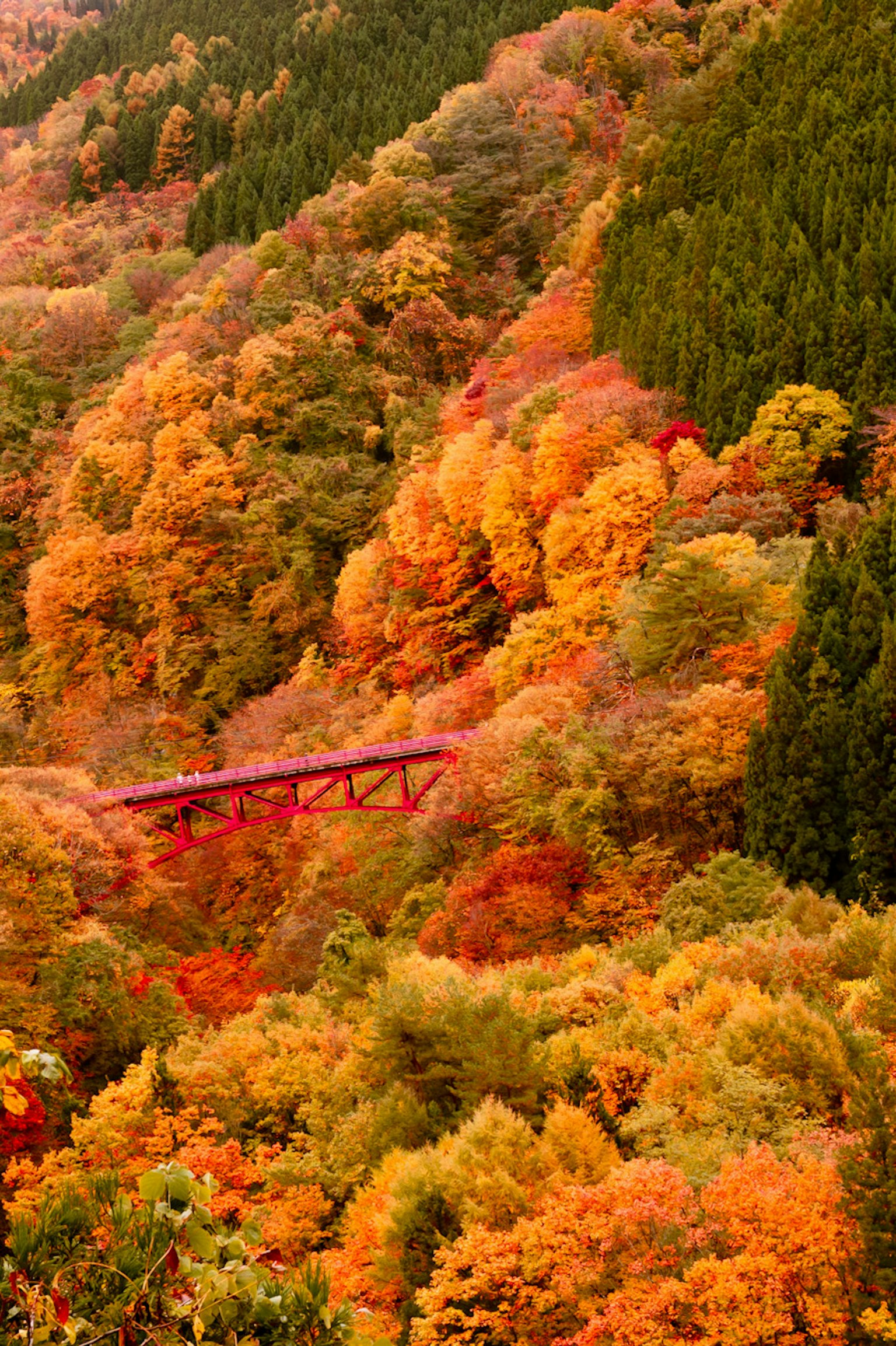 Scenic view of autumn foliage with vibrant colors and a red bridge