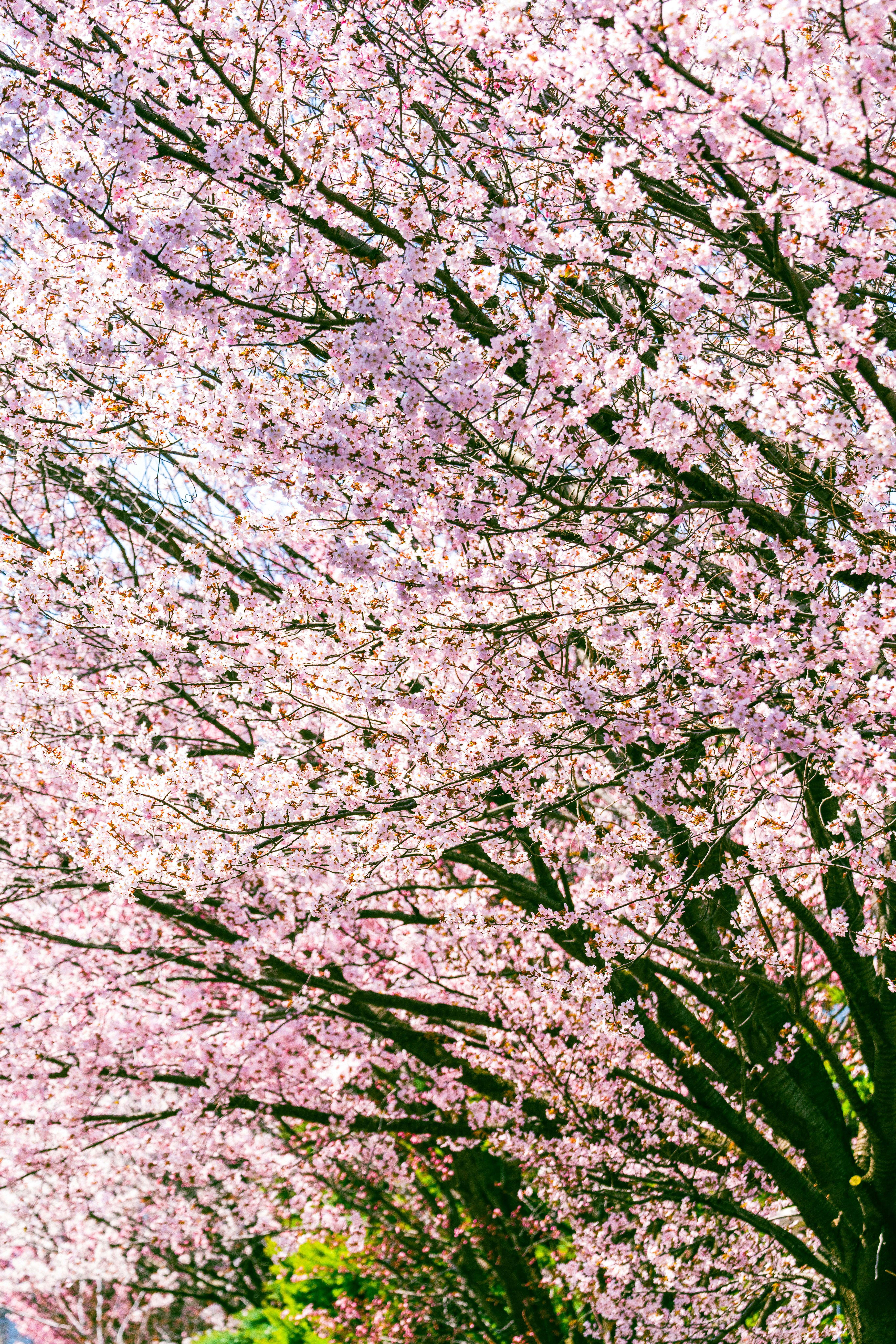 満開の桜の花が枝いっぱいに広がる景色