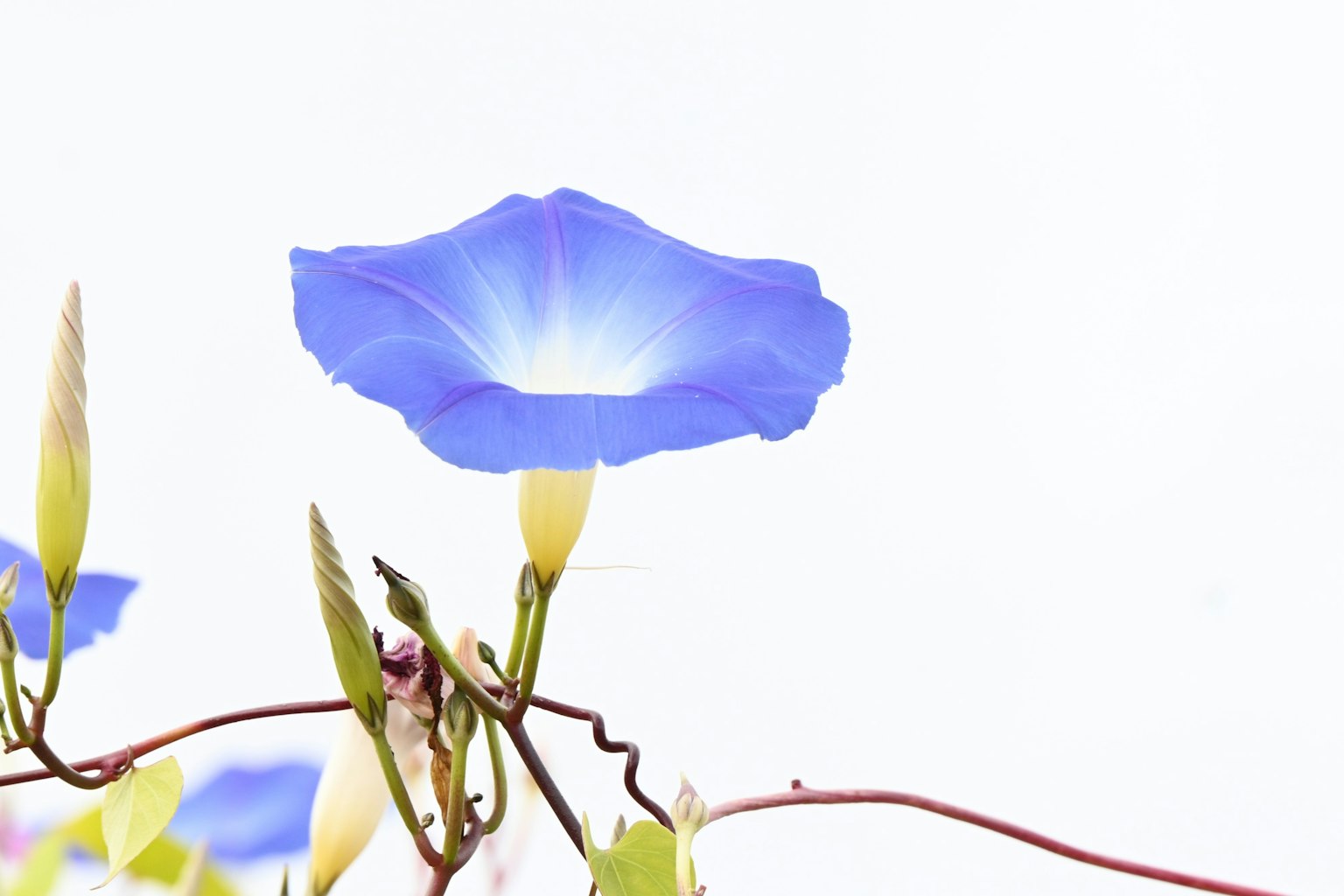 鲜艳的蓝色牵牛花和藤蔓在浅色背景下