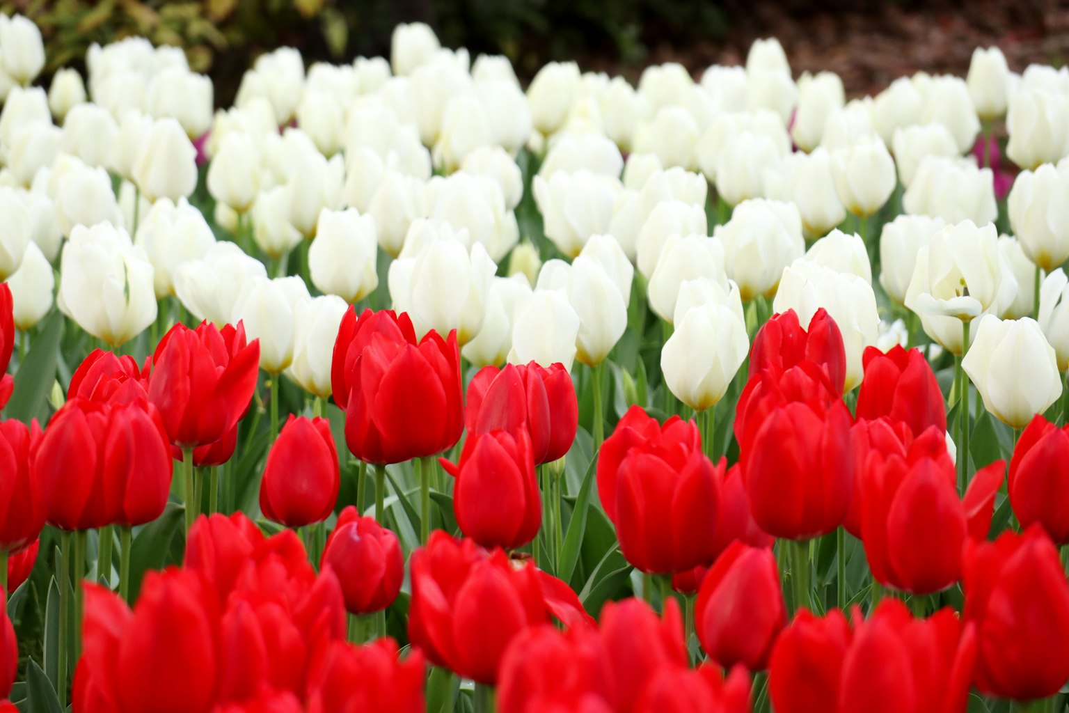 Perkebunan bunga yang cerah dengan tulip merah dan putih yang mekar penuh