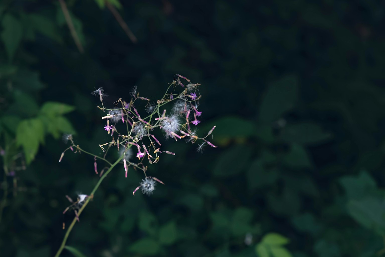 Gruppe von rosa Blumen vor einem dunklen Hintergrund