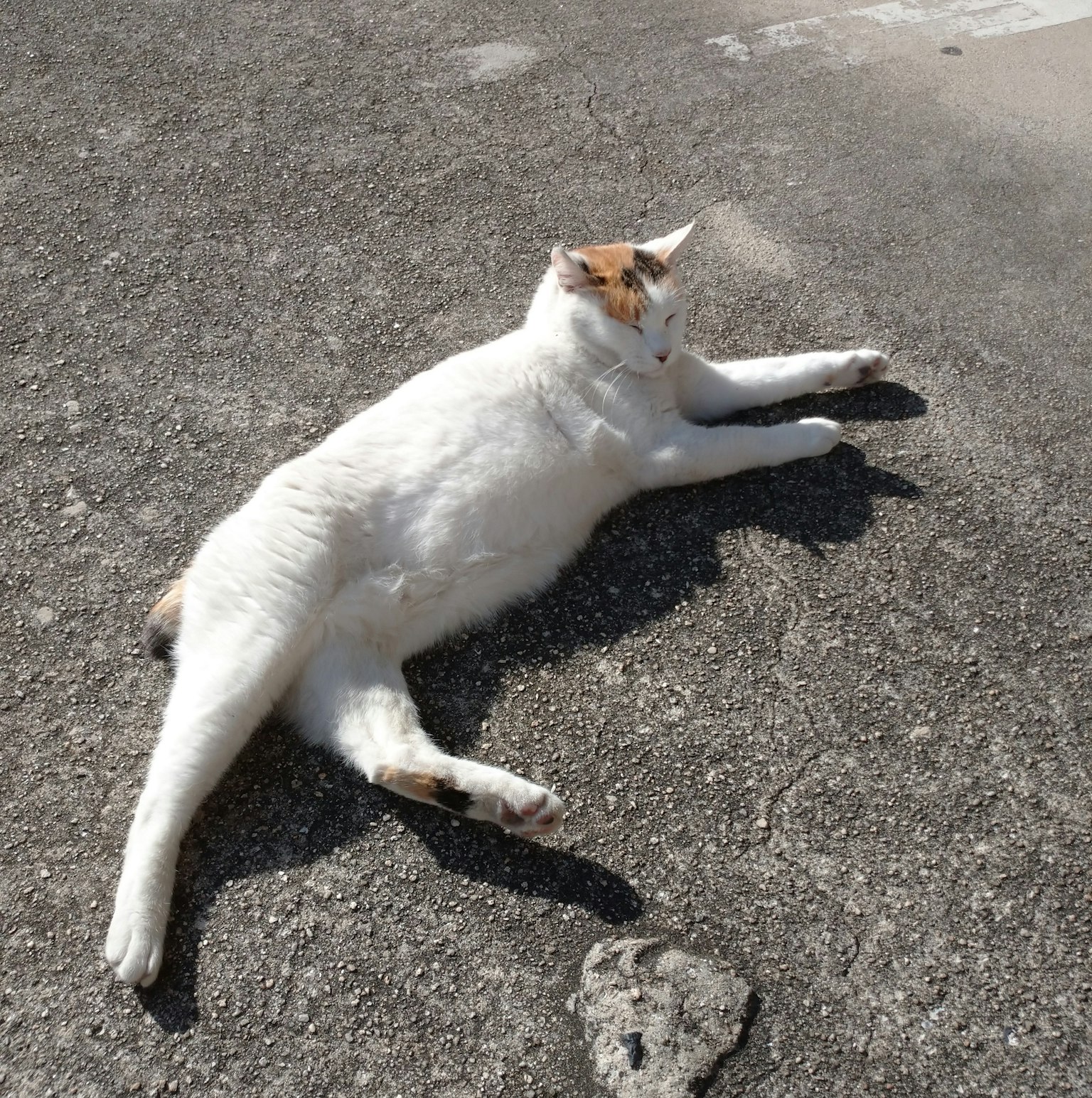 Un gatto bianco sdraiato sull'asfalto