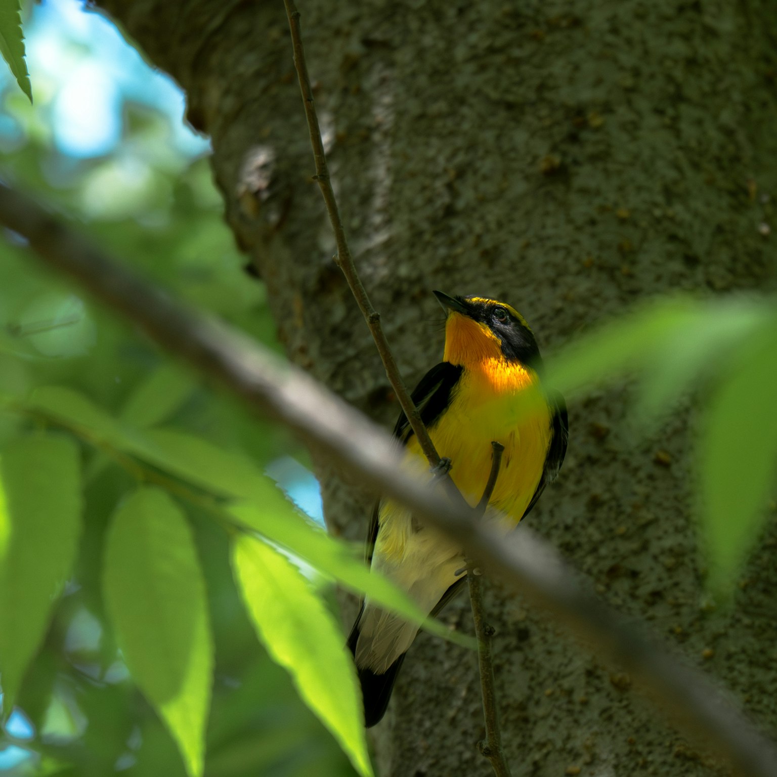 Gros plan d'un oiseau jaune perché sur un tronc d'arbre entouré de feuilles vertes