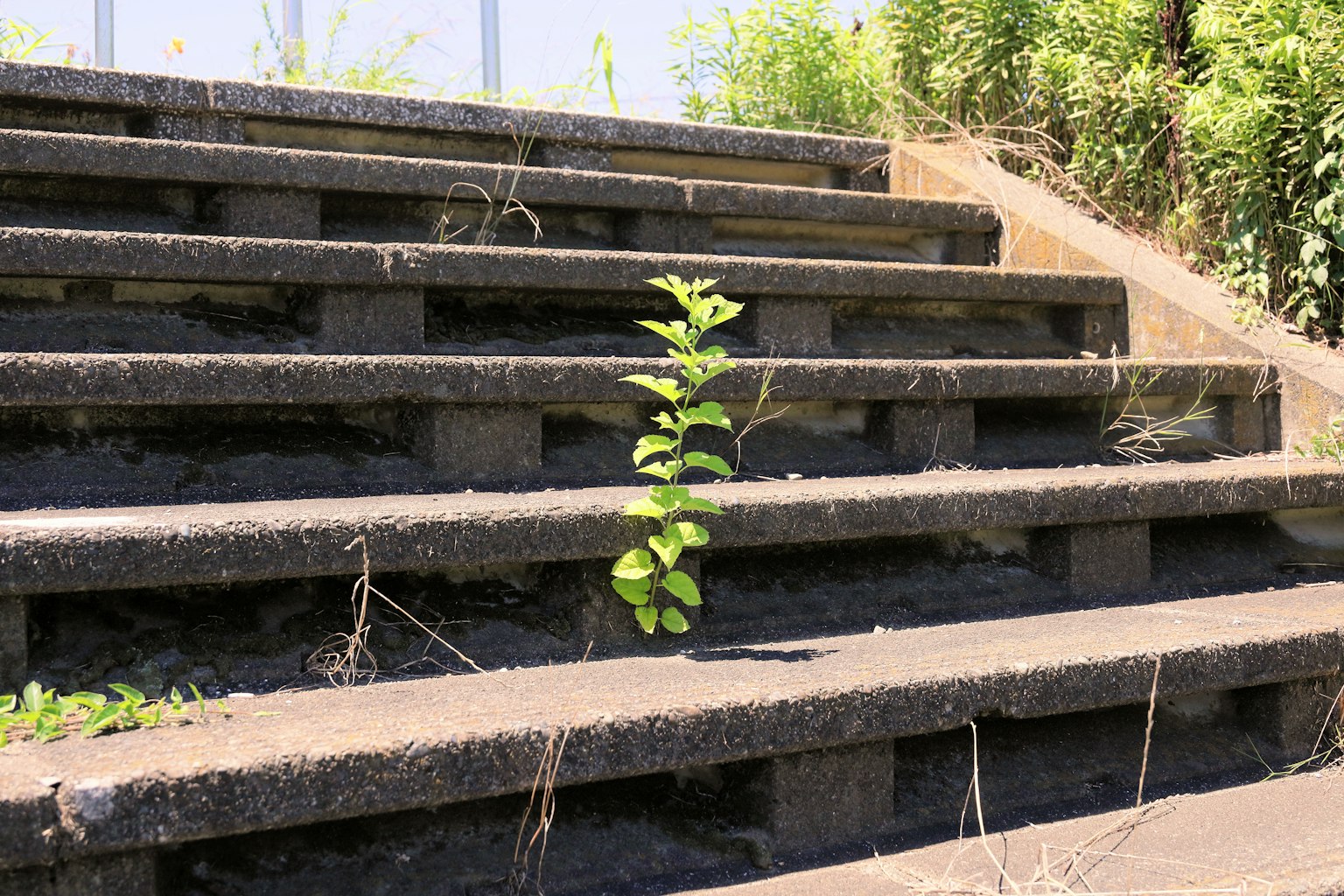 一株小绿植生长在混凝土楼梯上，周围有草