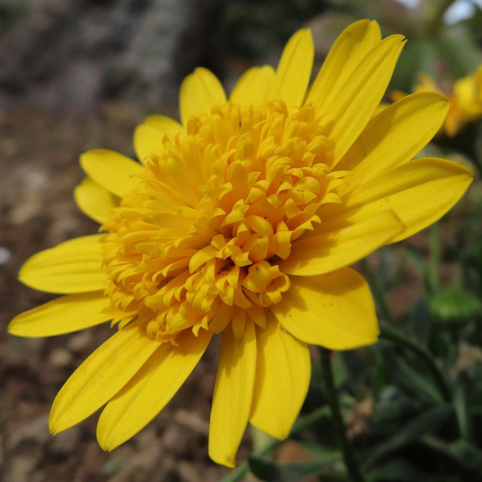 Fiore giallo vibrante in piena fioritura