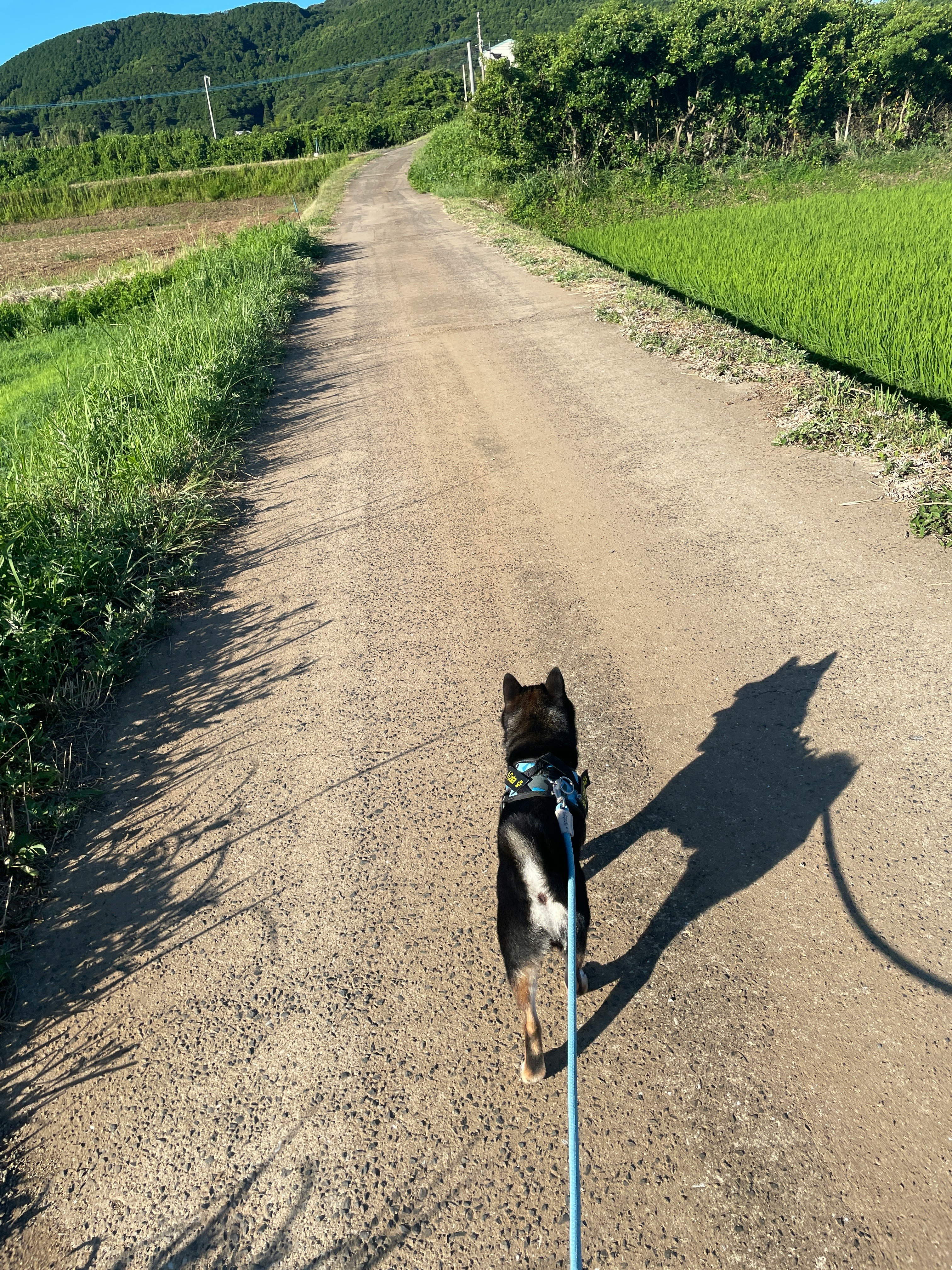 dog walking on a rural dirt road with green fields under a clear sky