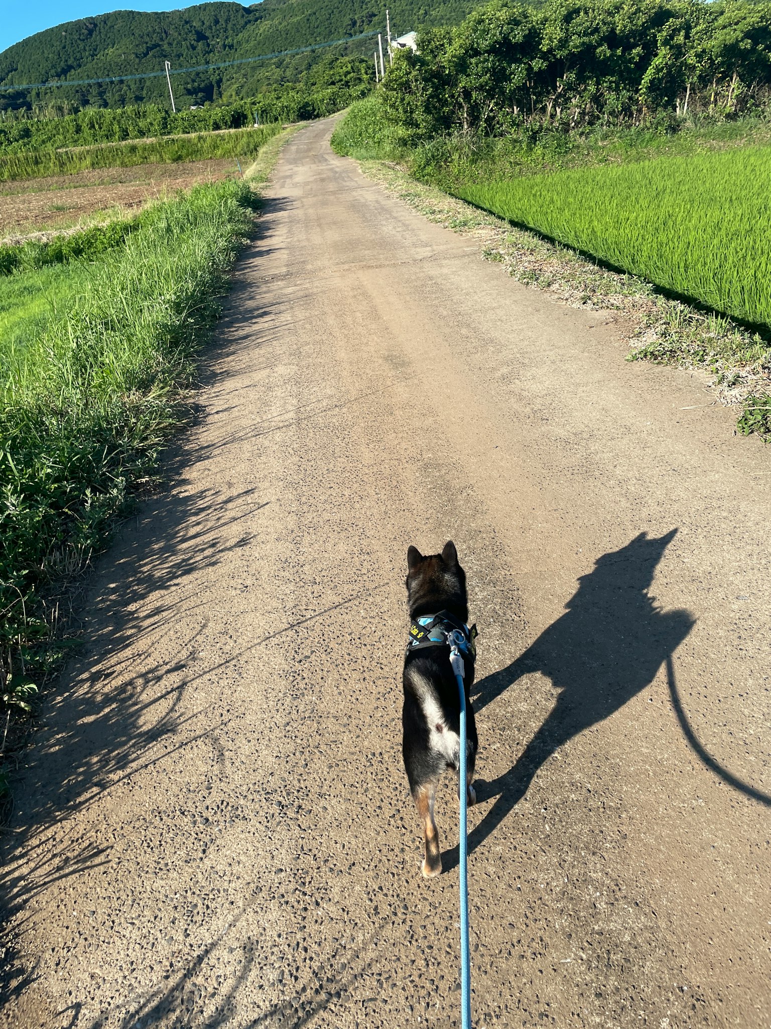 Un chien marchant sur un chemin de terre rural avec des champs verts et des montagnes en arrière-plan