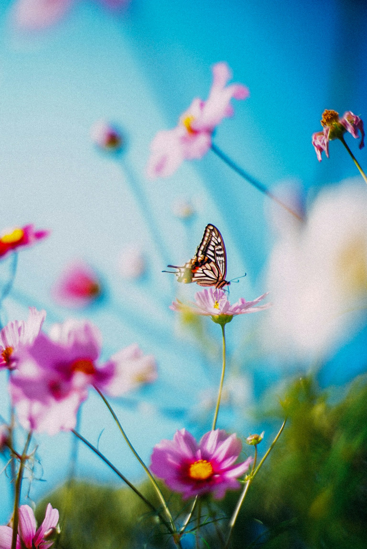 Una bella foto di una farfalla appoggiata su fiori sotto un cielo blu
