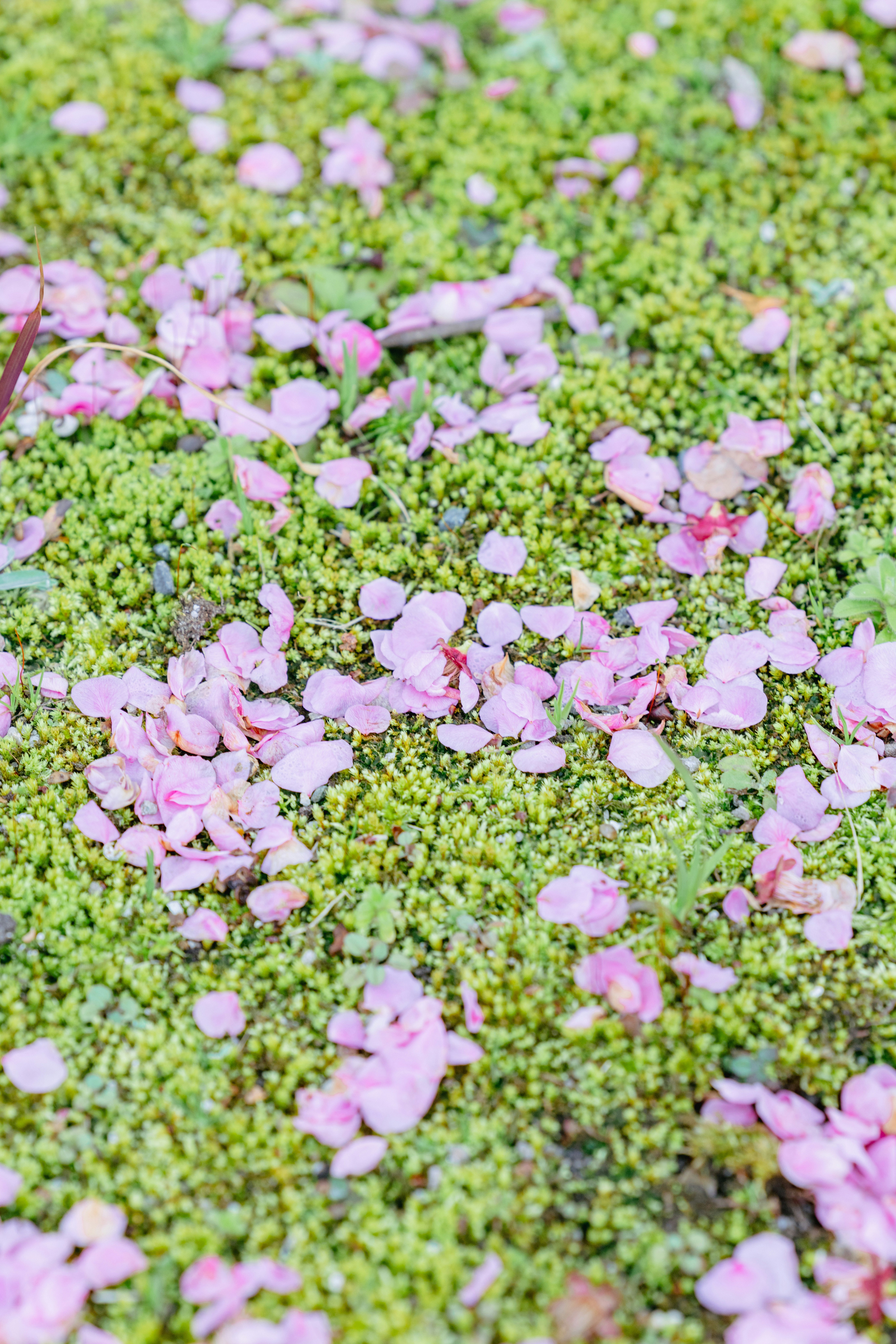 Pink plum blossoms scattered on moss