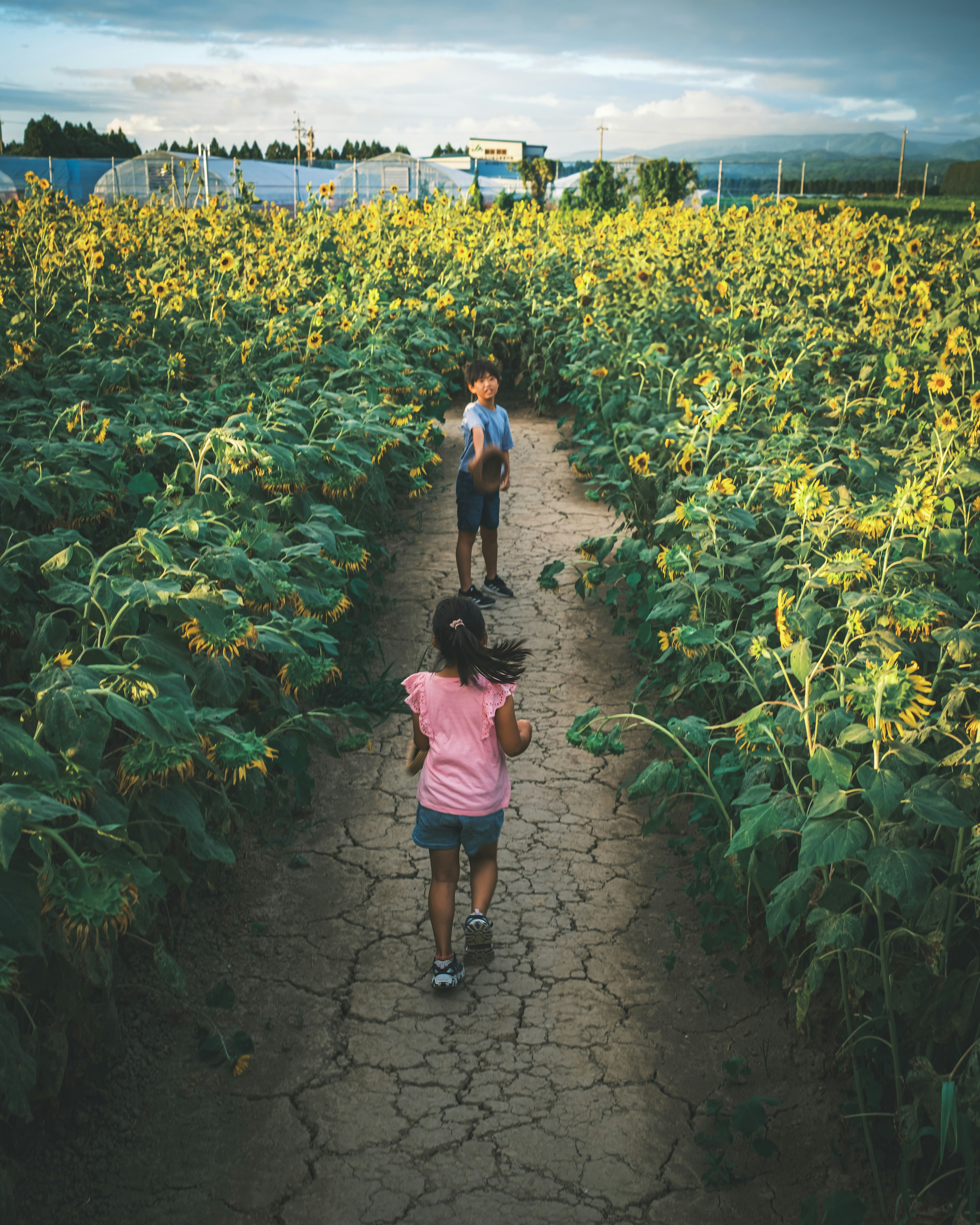 ひまわり畑の小道を歩く子どもたちの夏の終わりの風景