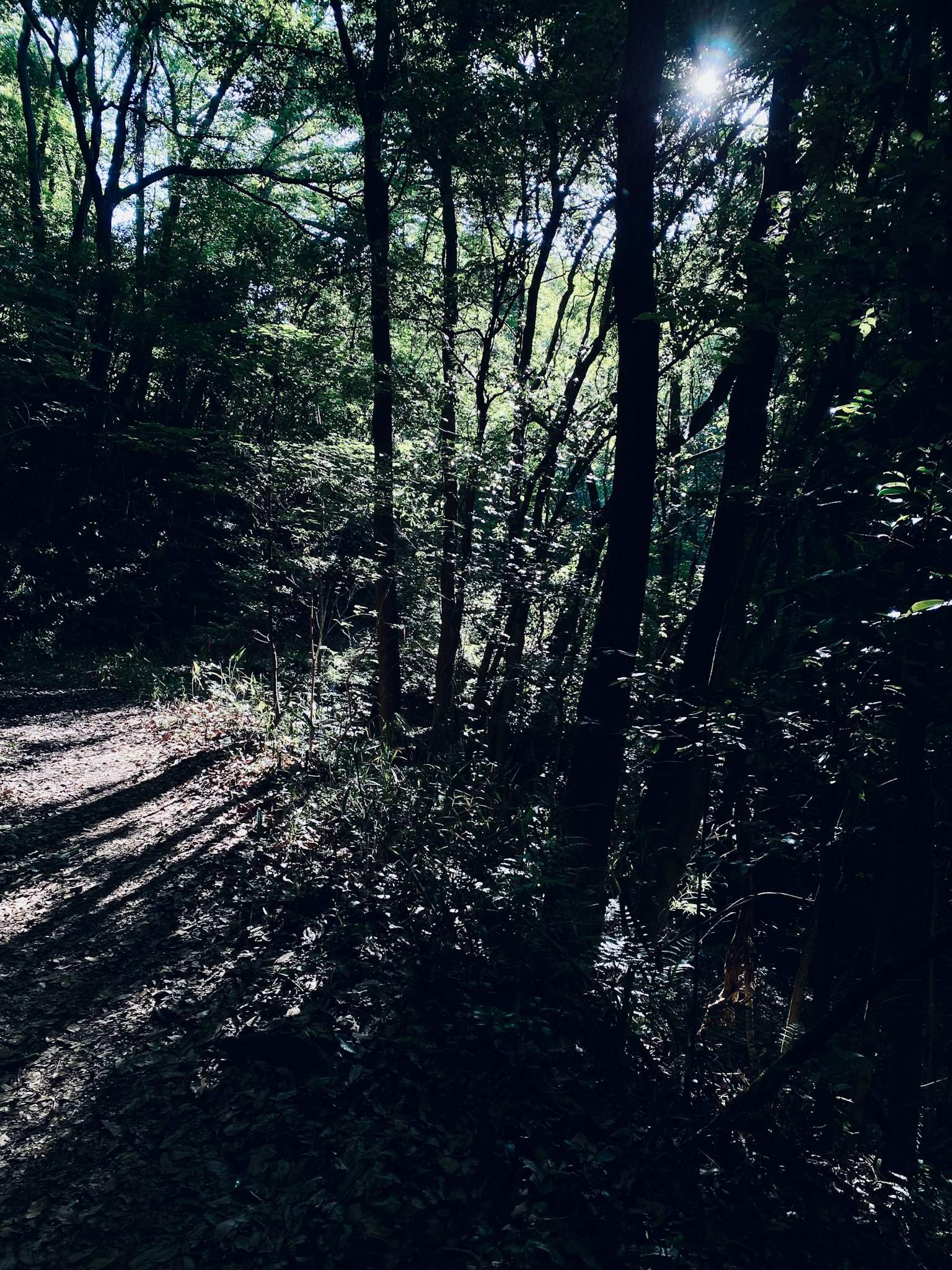 Jalan setapak hutan tenang dengan bayangan pohon