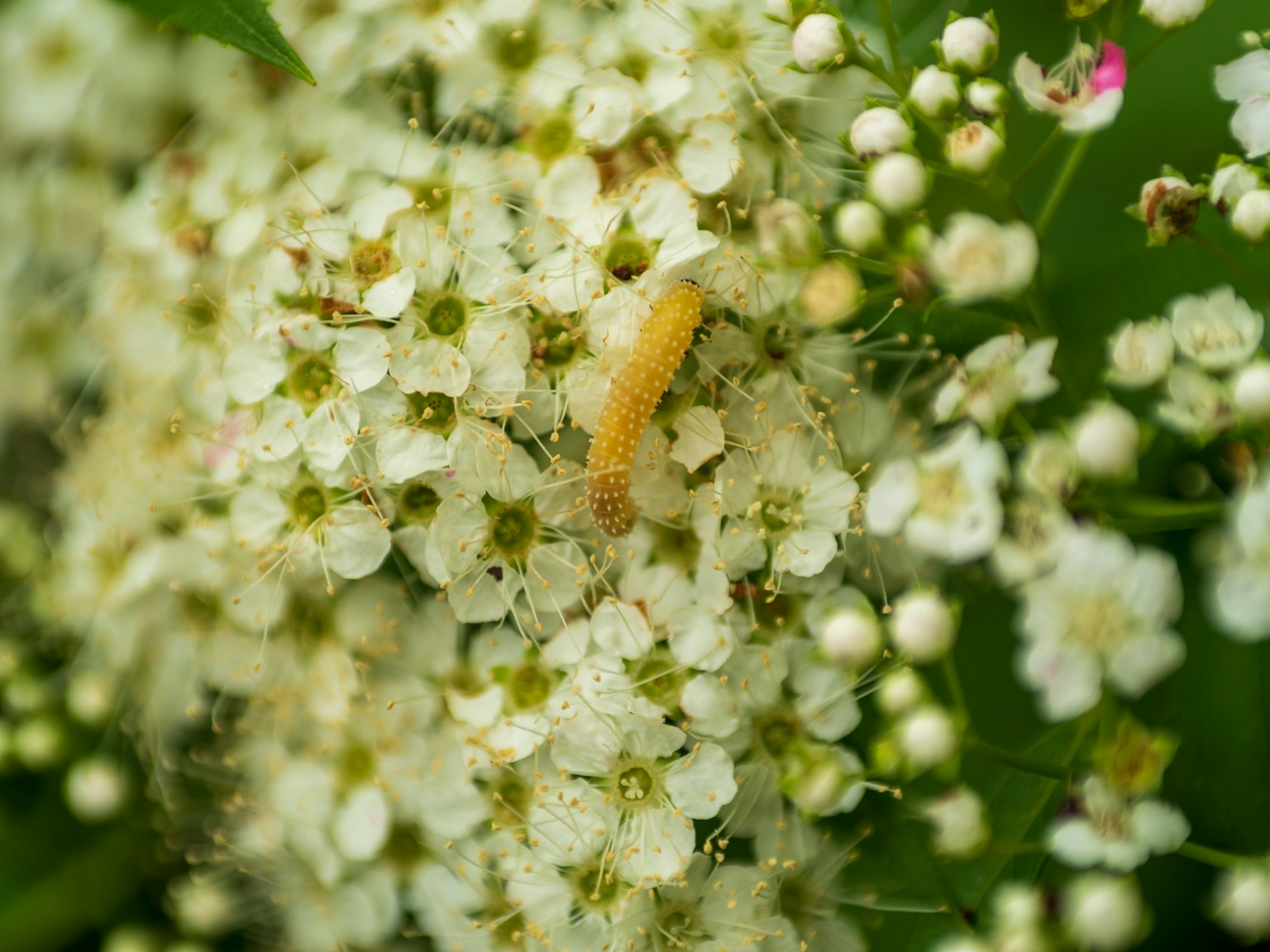 Primo piano di una larva gialla su fiori bianchi