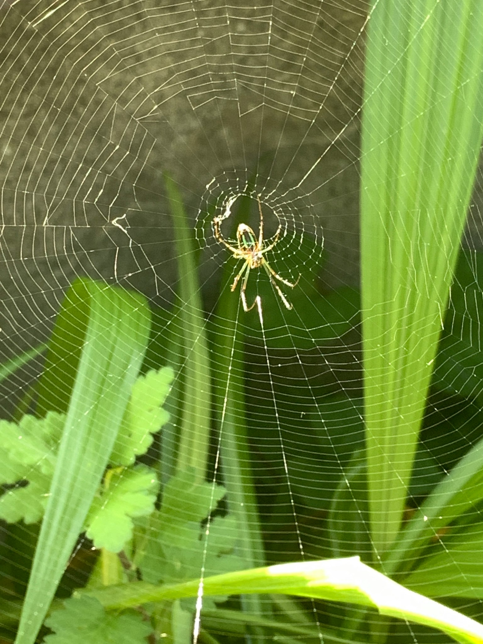 Una araña en el centro de una hermosa telaraña rodeada de hierba verde