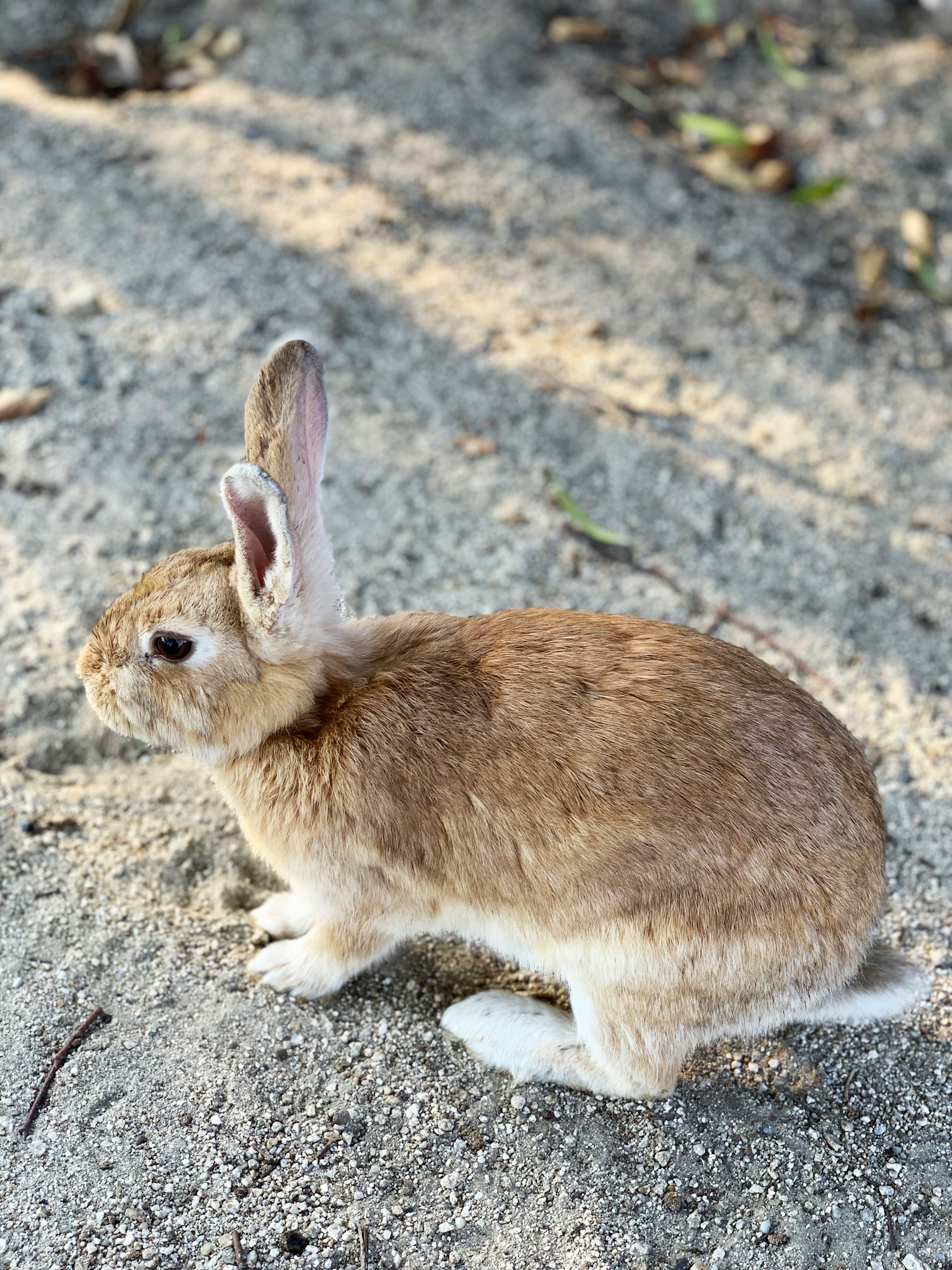 Brown rabbit sitting on sandy ground