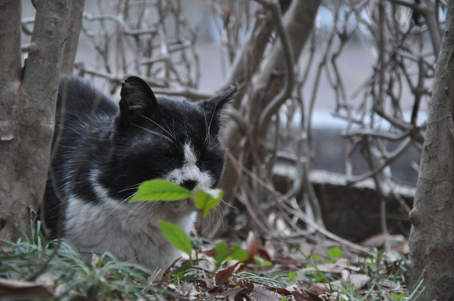 Kucing hitam dan putih mengigit daun di rumput