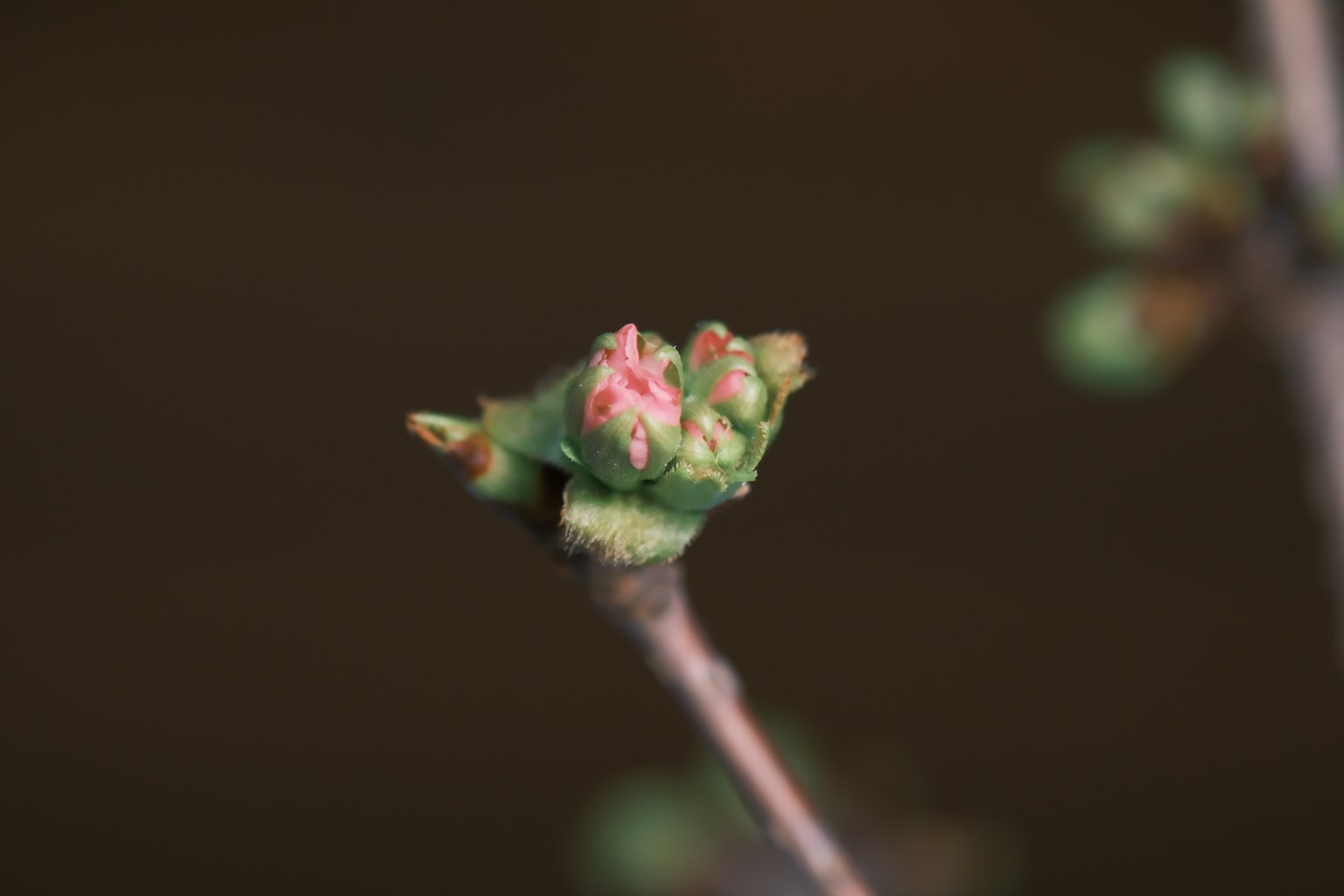植物芽的特写，带有绿色叶子和粉色花瓣