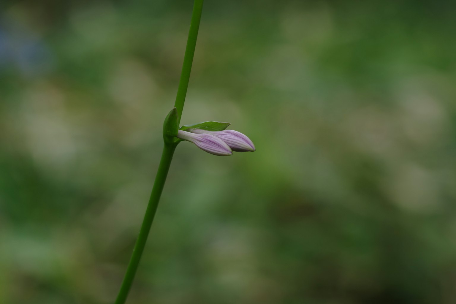 細長綠色莖上的精緻粉色花蕾，背景模糊的綠色