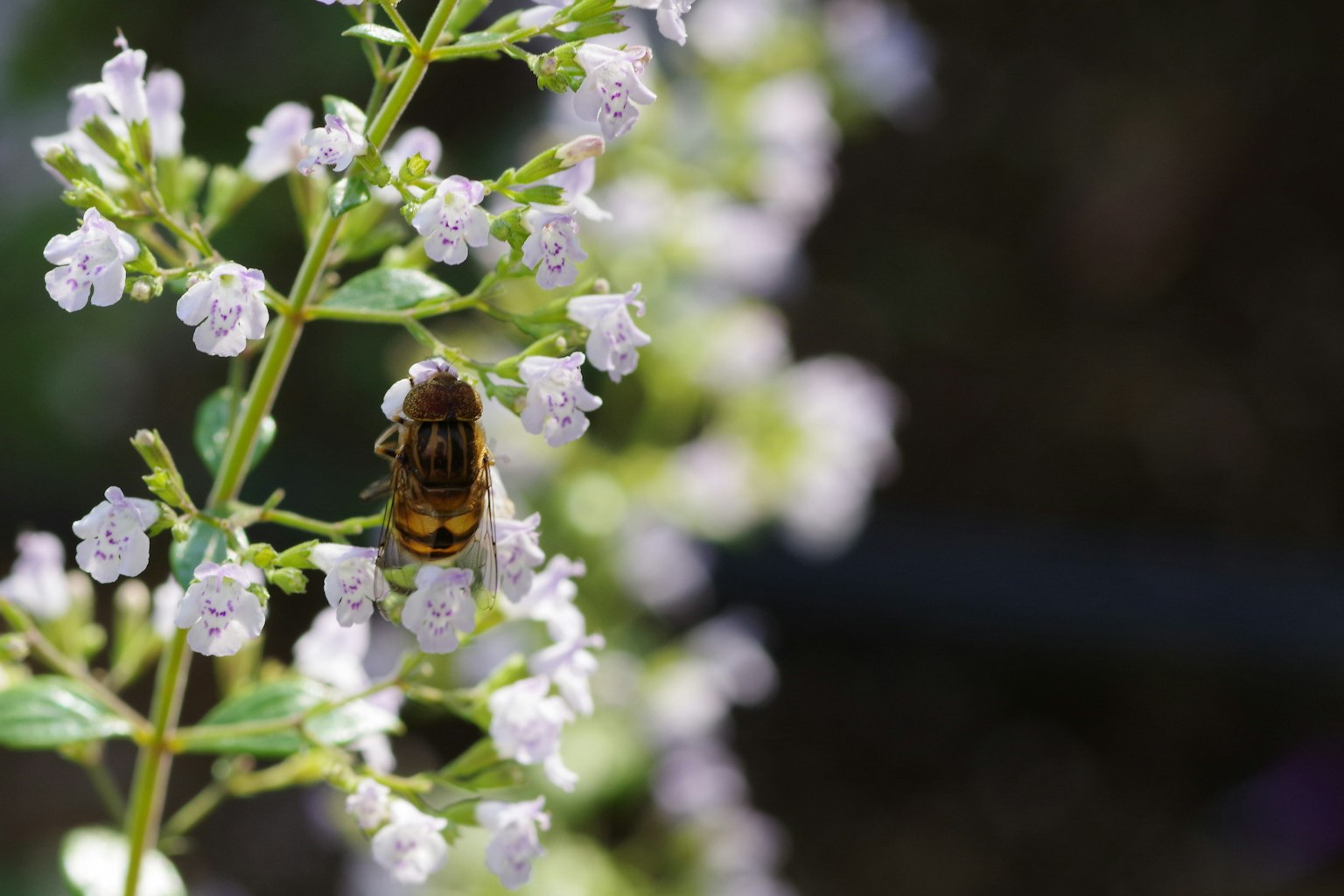 A bee collecting nectar from small purple flowers