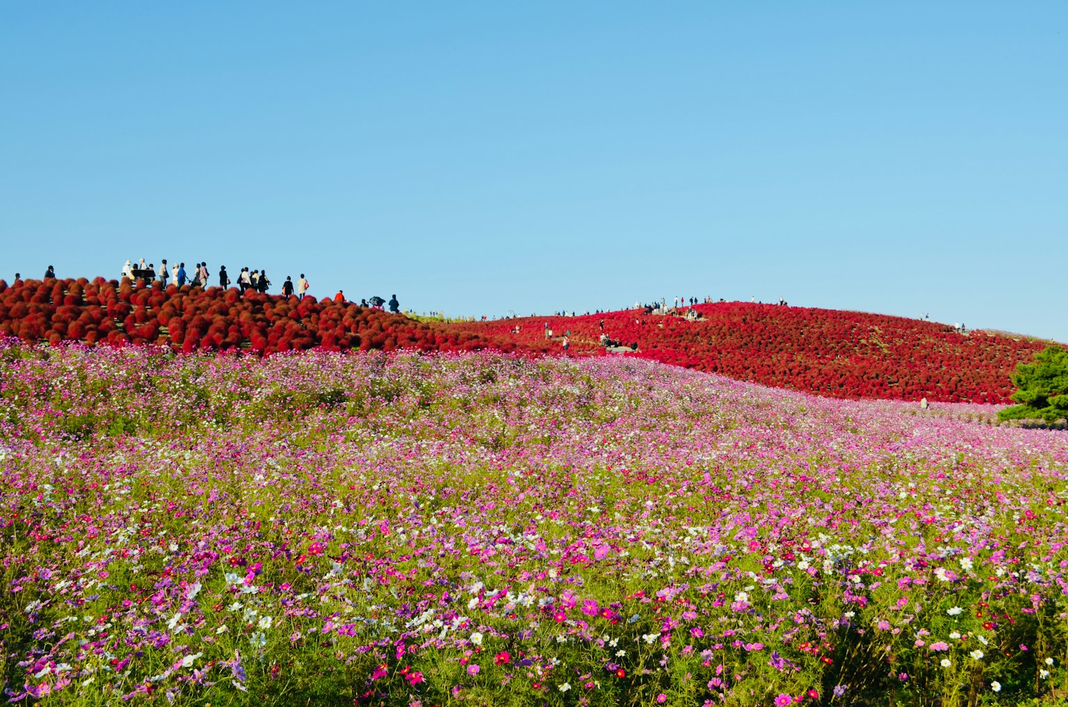 Vibrant landscape of blooming flowers under a clear blue sky