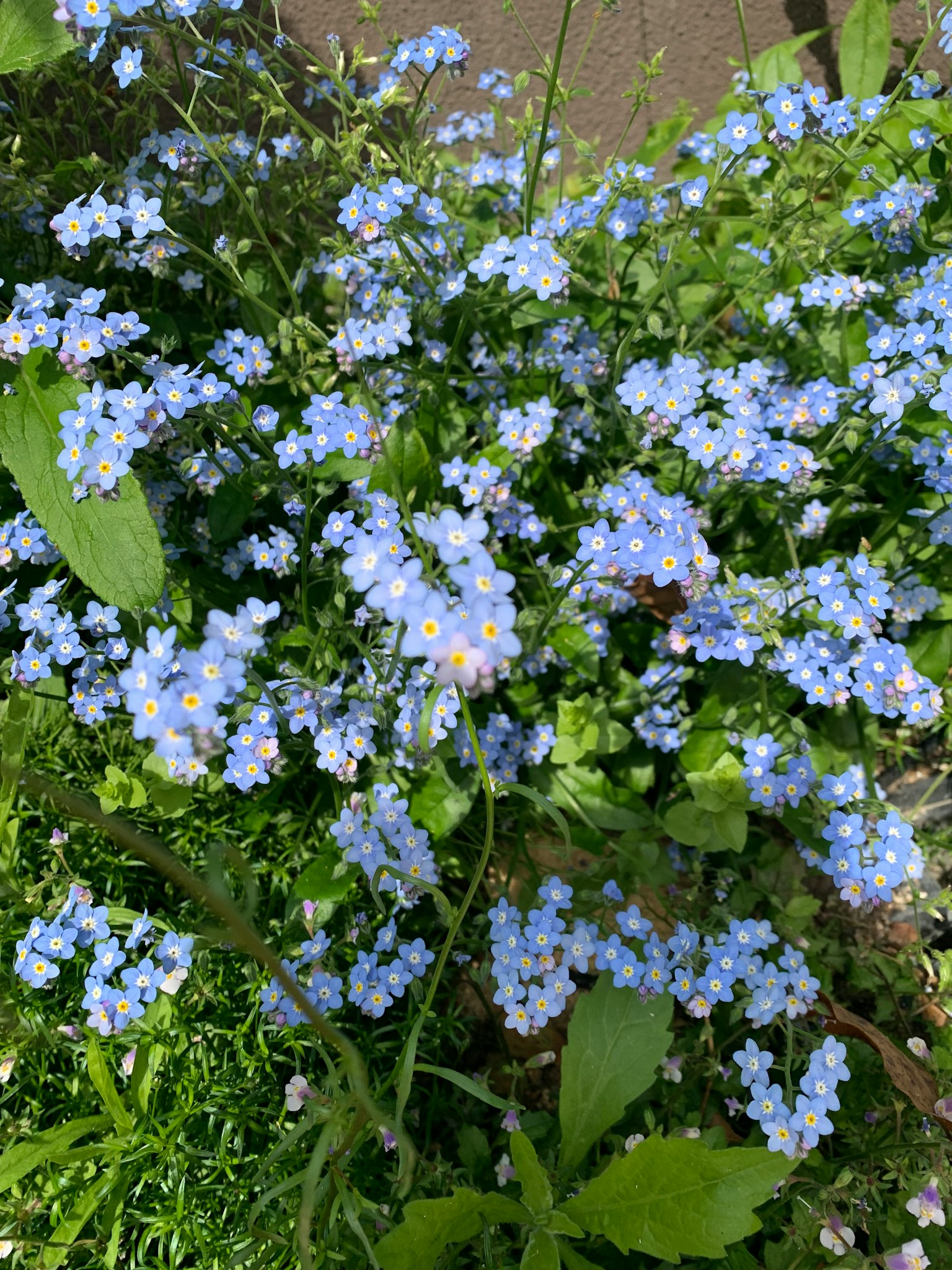 Ein Cluster kleiner blauer Blumen umgeben von grünen Blättern