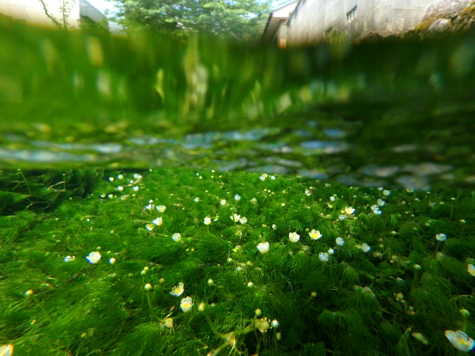 Underwater view of green algae with small white flowers