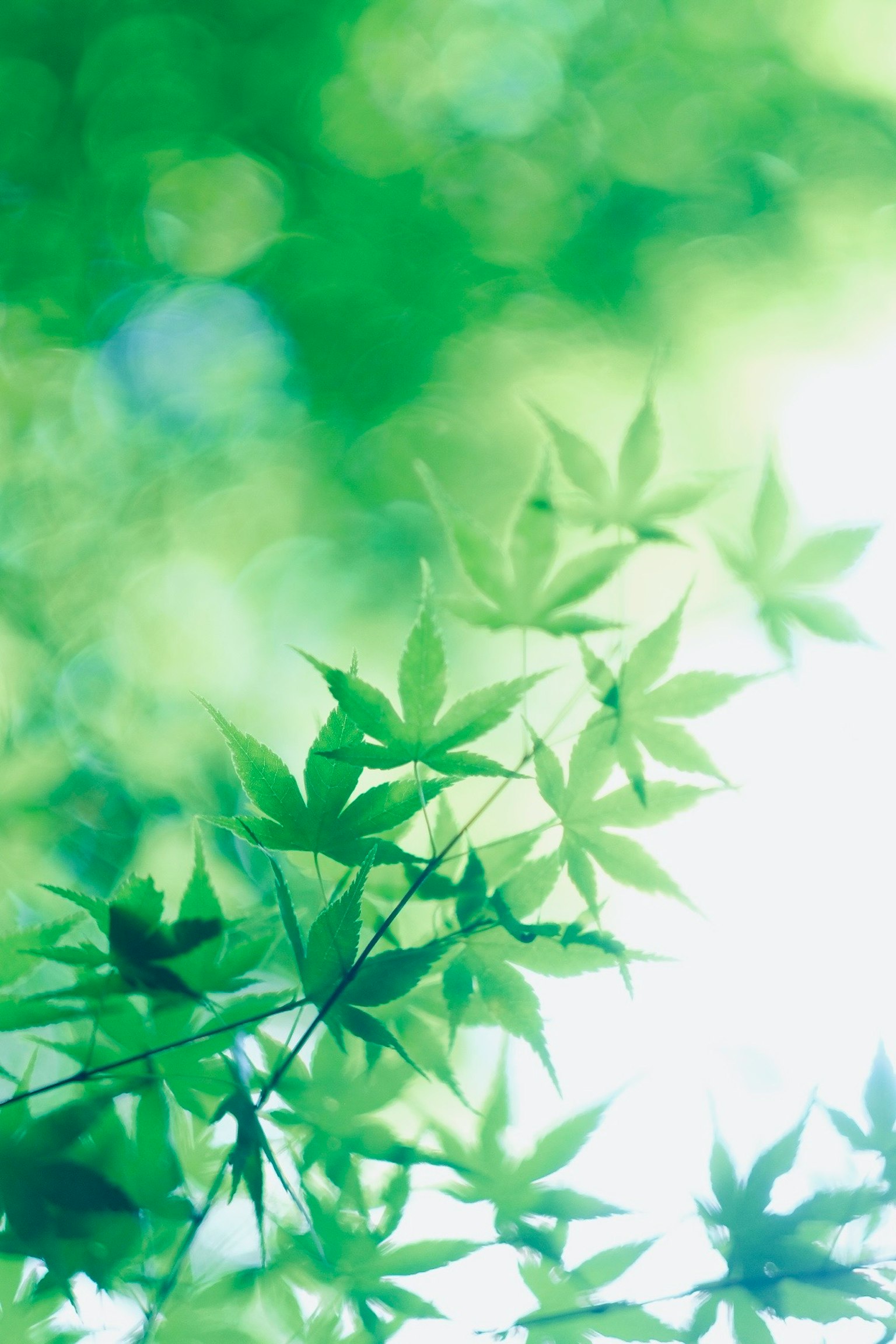 Vibrant green leaves illuminated by soft light