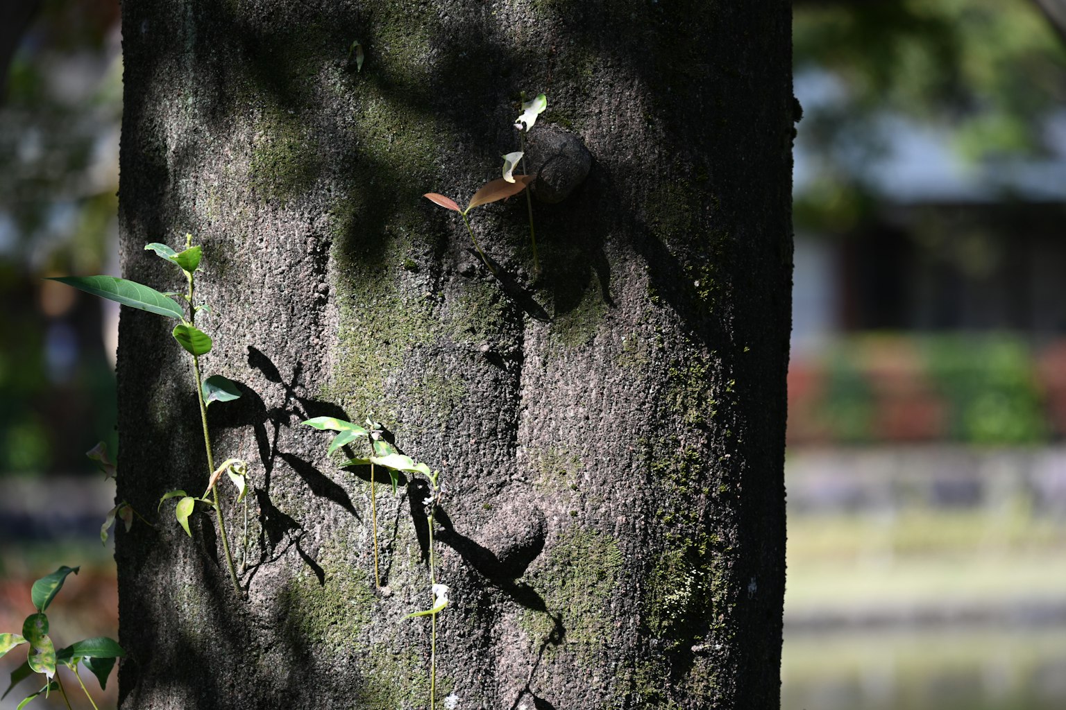 Close-up of a tree trunk with shadows and green leaves visible