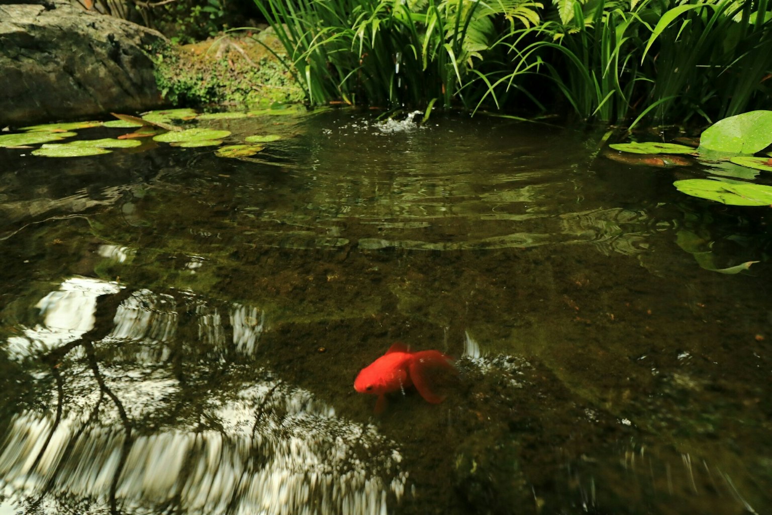 Pemandangan kolam yang tenang dengan ikan mas merah dan tanaman hijau subur