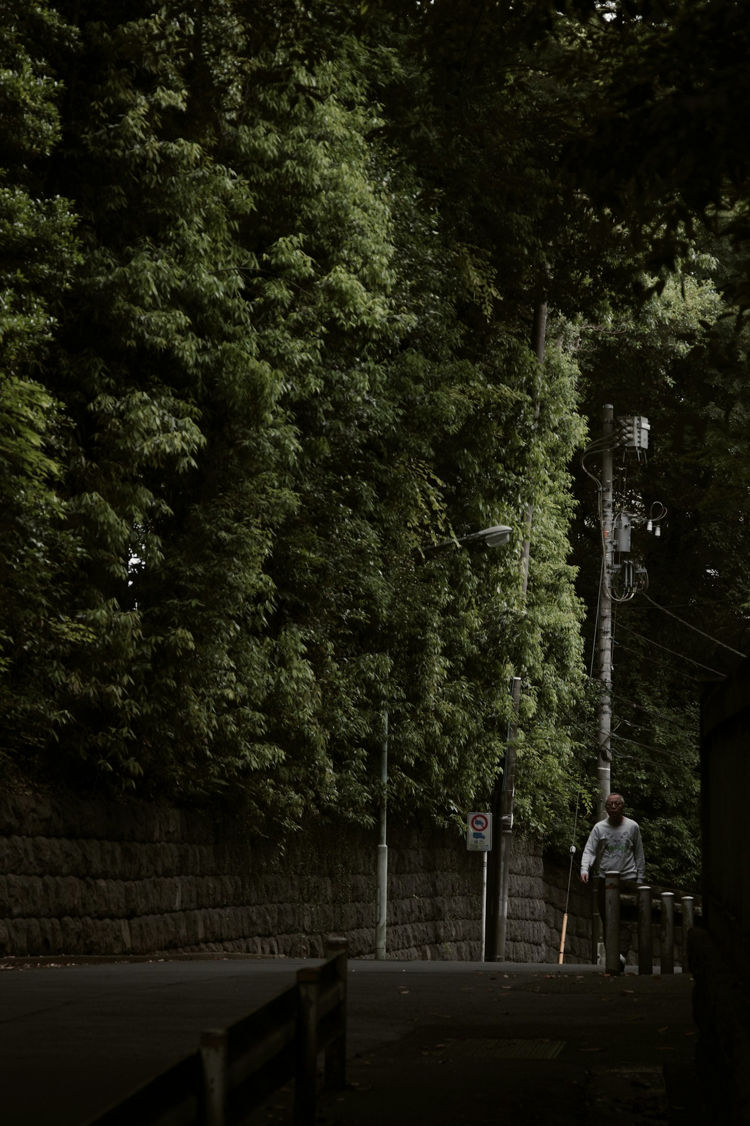 一个人在被绿色树木环绕的安静小路上行走