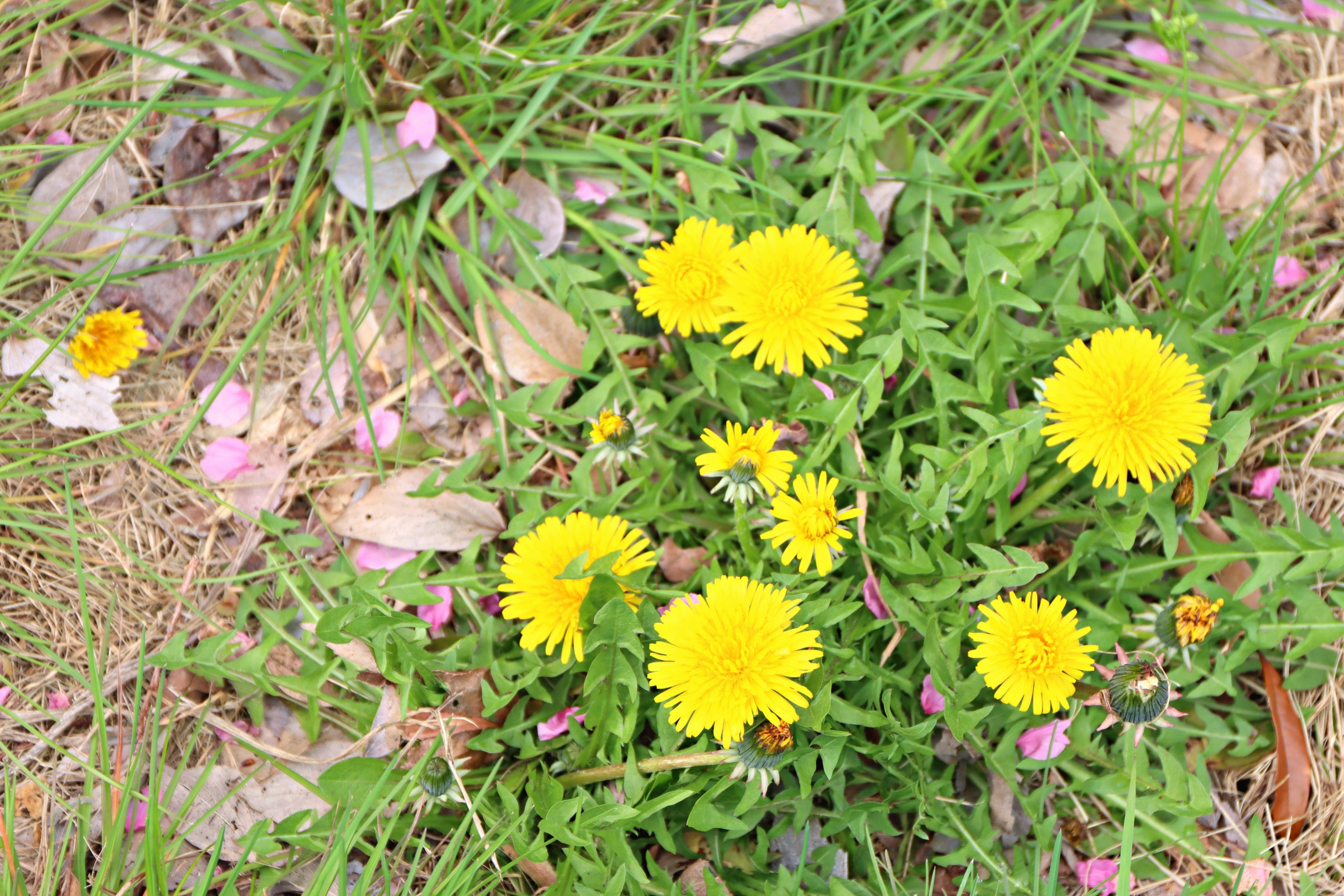 dandelions and small flowers growing in grass