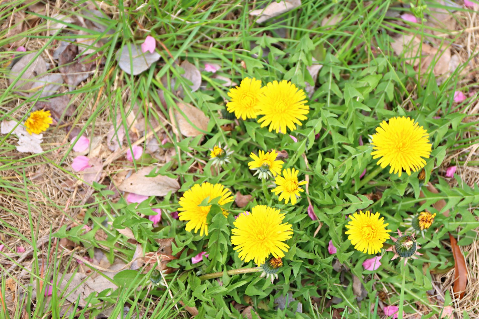 Ein Haufen leuchtend gelber Löwenzähne im üppigen grünen Gras