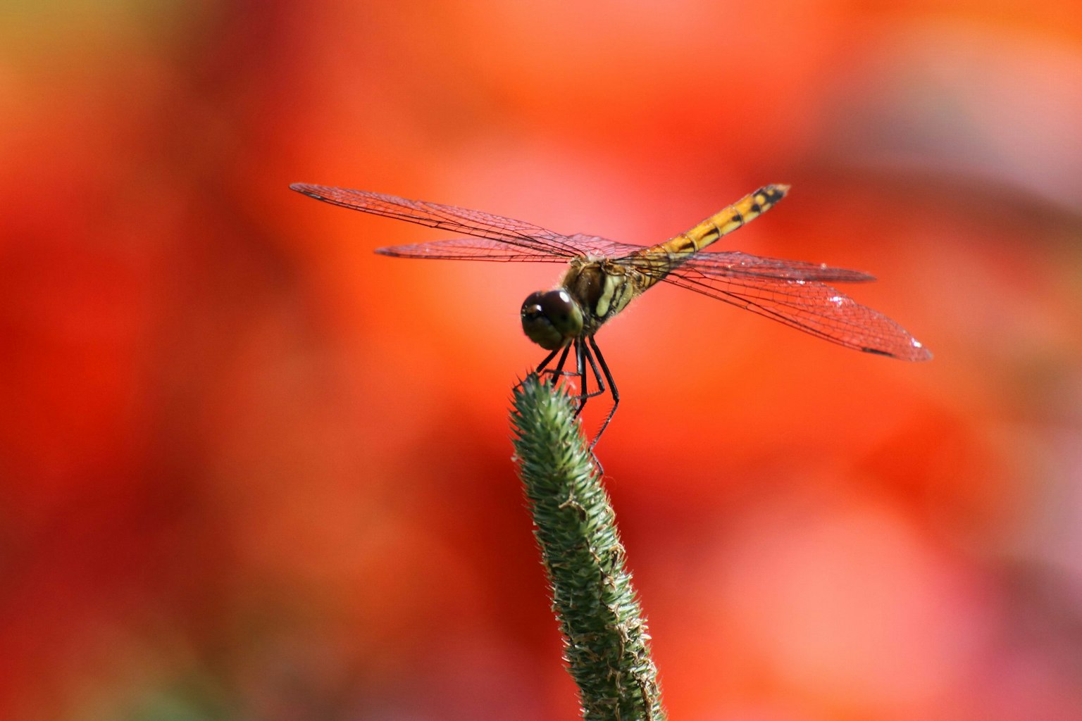 photo-lDnRQK6kyulesjtCIBPw-image