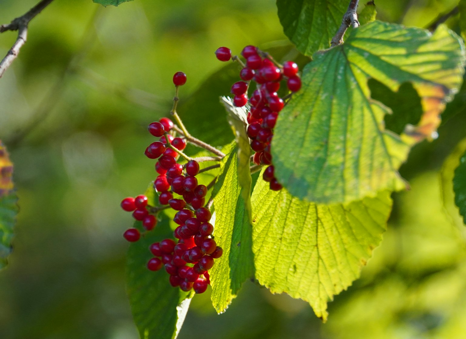 Close-up of a plant featuring red berries and green leaves