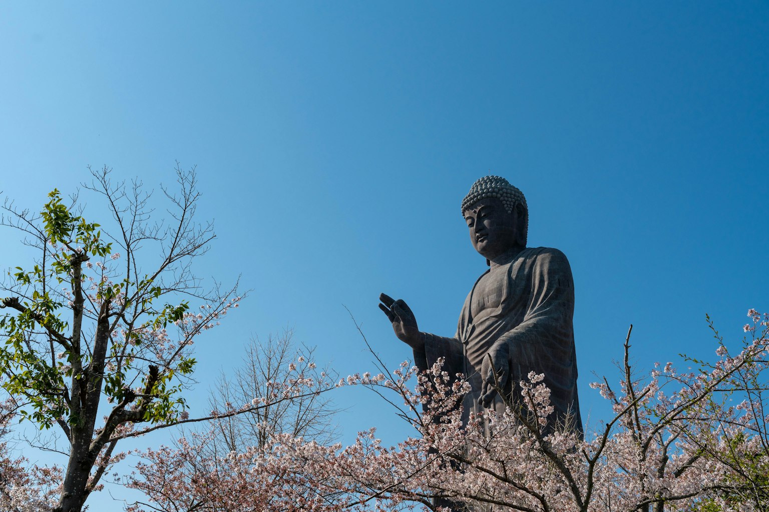 在晴朗蓝天下被樱花环绕的巨大佛像