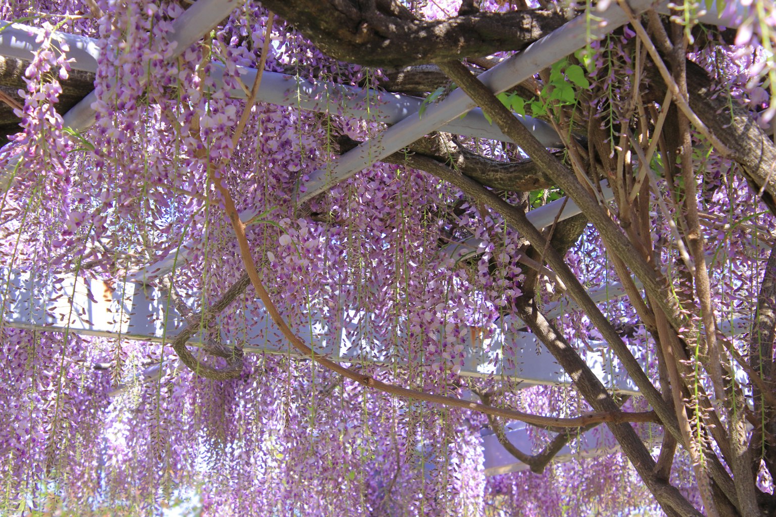 Branches de glycines avec des fleurs violettes en cascade