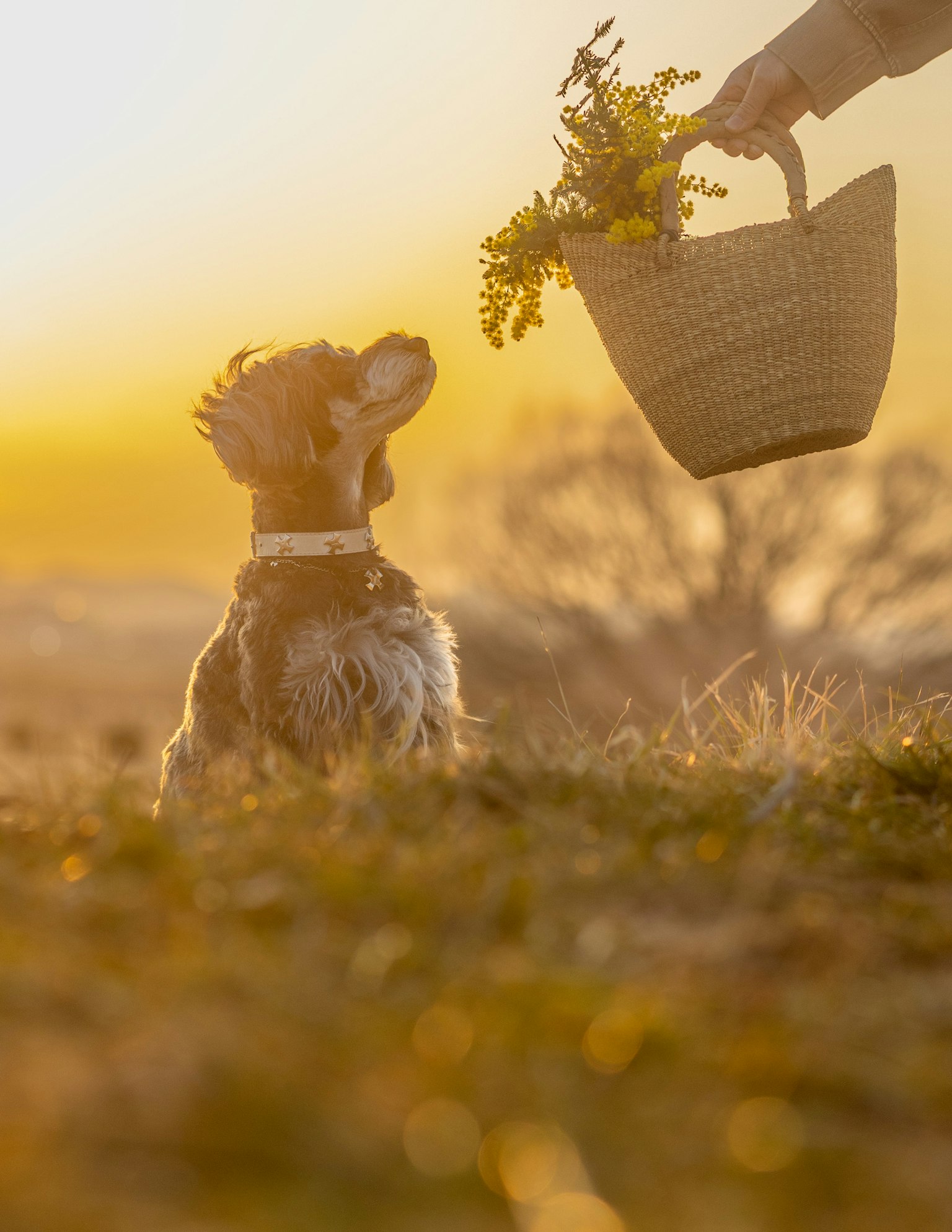 Hund sitzt auf einem Feld mit einer Hand, die einen Korb mit Blumen gegen den Sonnenuntergang hält