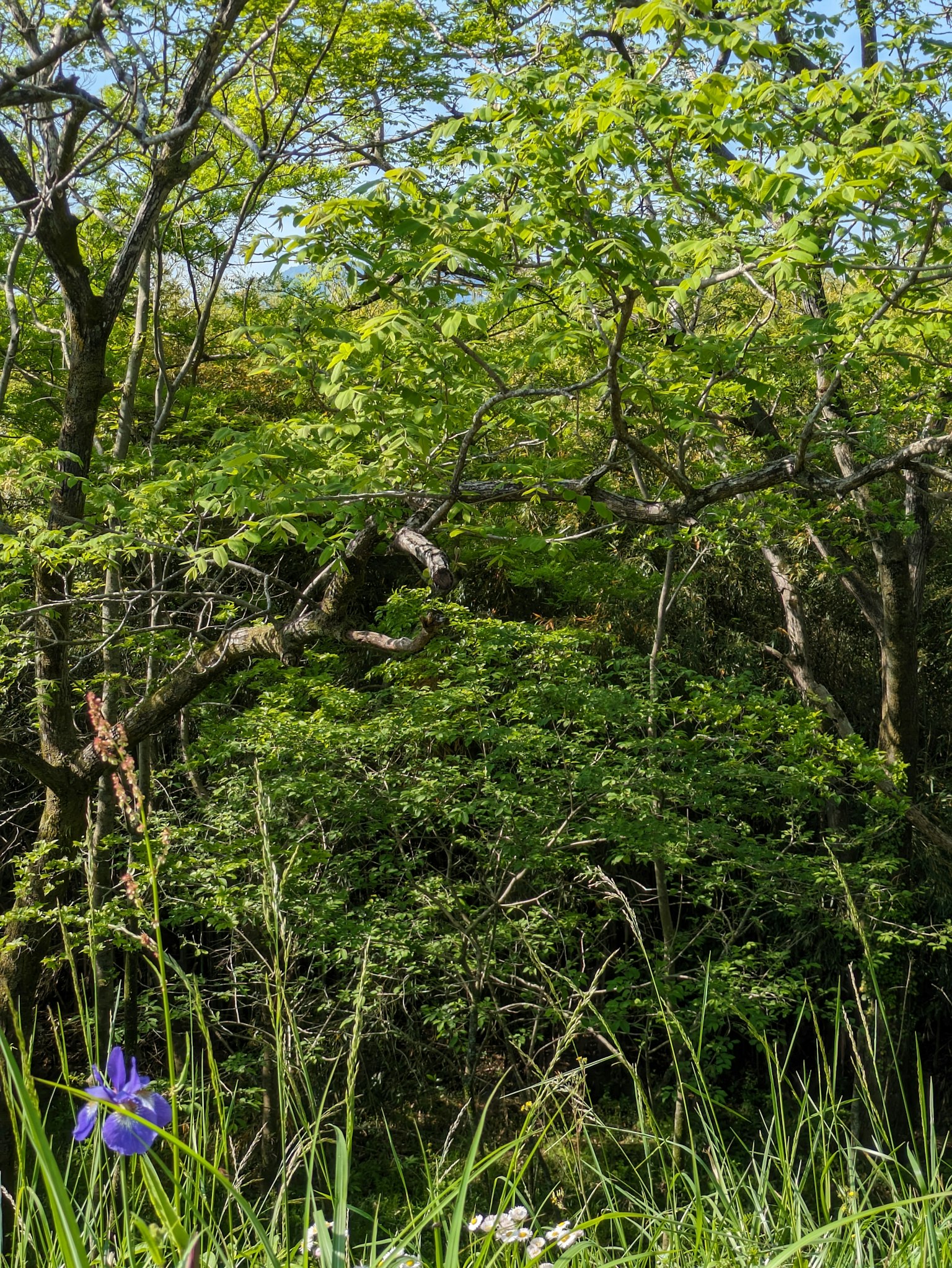 Vegetación exuberante con árboles y hierbas que presentan una flor morada