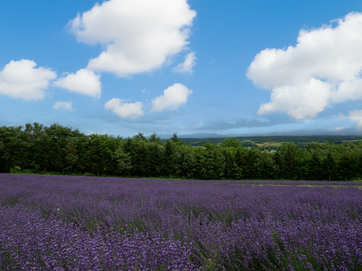 Campo de lavanda morado bajo un cielo azul con nubes blancas y árboles verdes