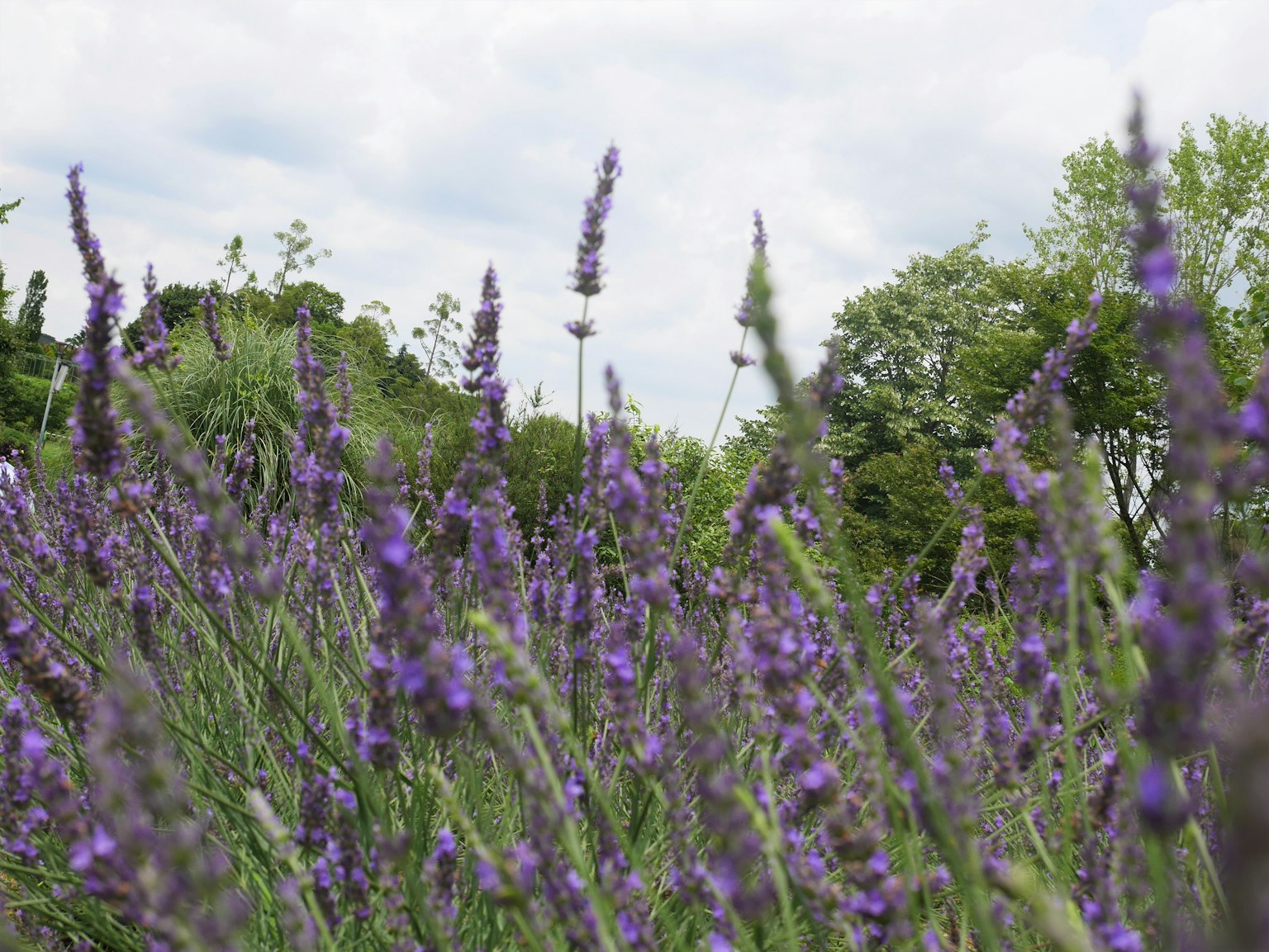 Feld mit lila Lavendelblumen, die sanft wehen