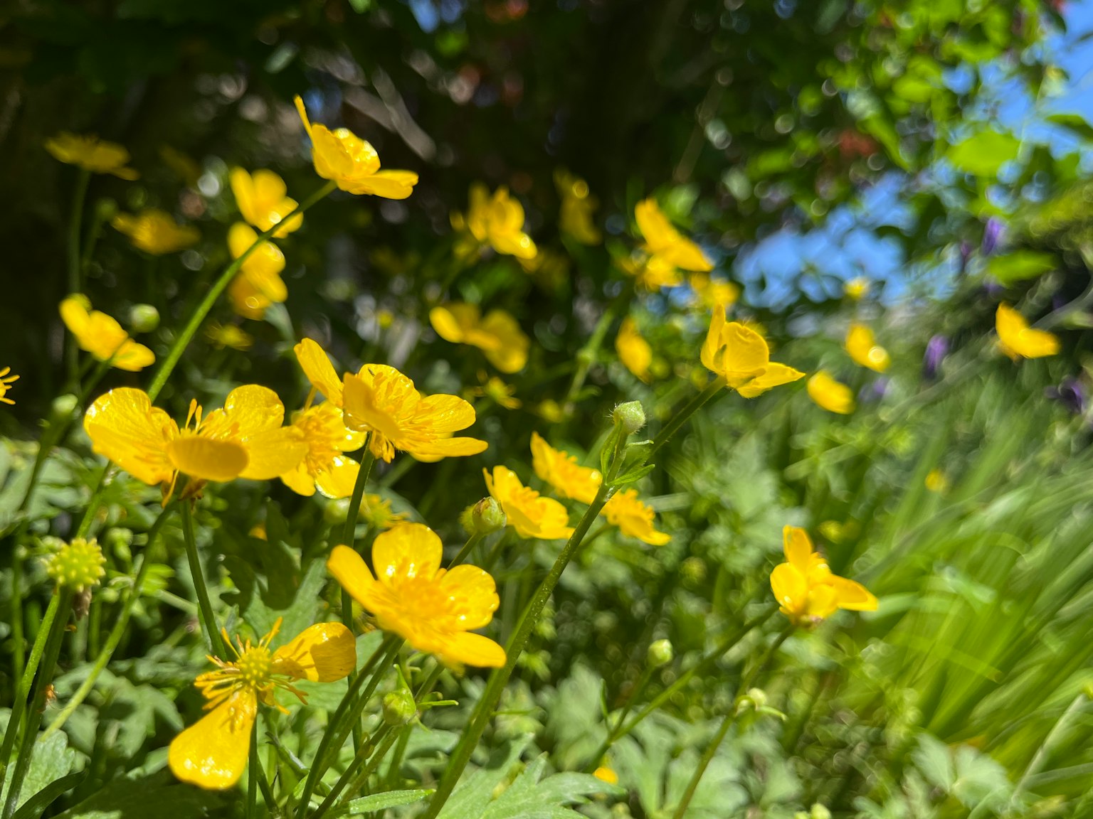 Une scène vibrante de fleurs jaunes en fleurs dans une zone herbeuse