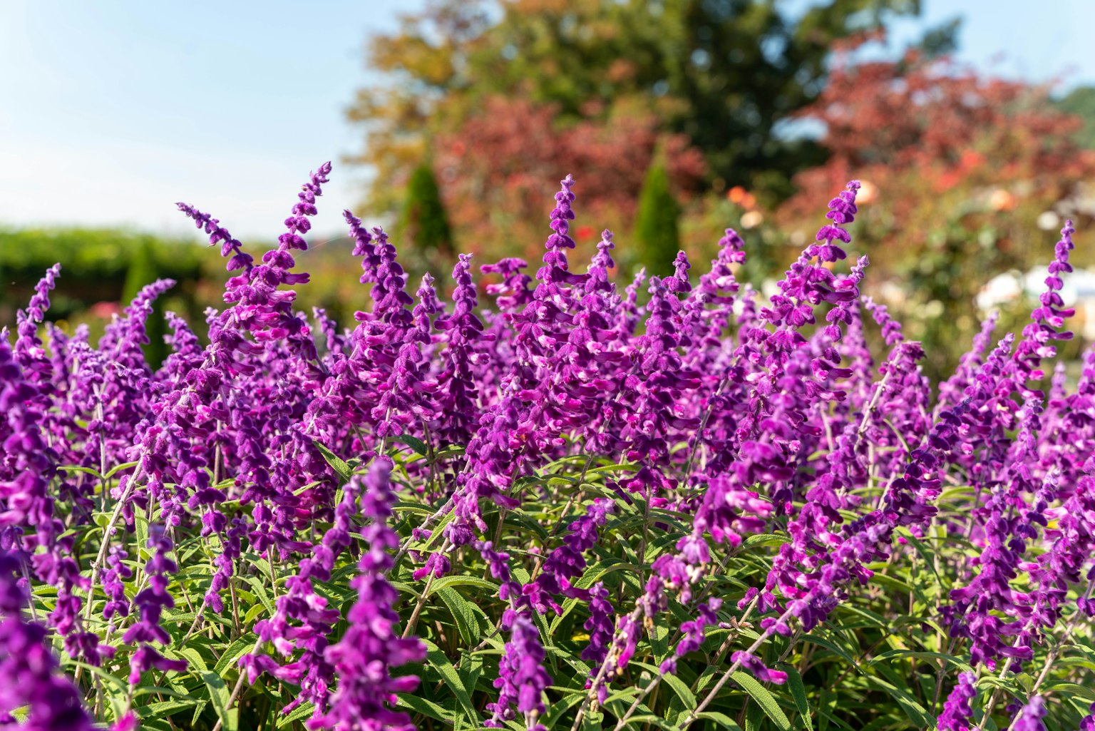 Groupe de plantes à fleurs violettes avec des arbres en arrière-plan