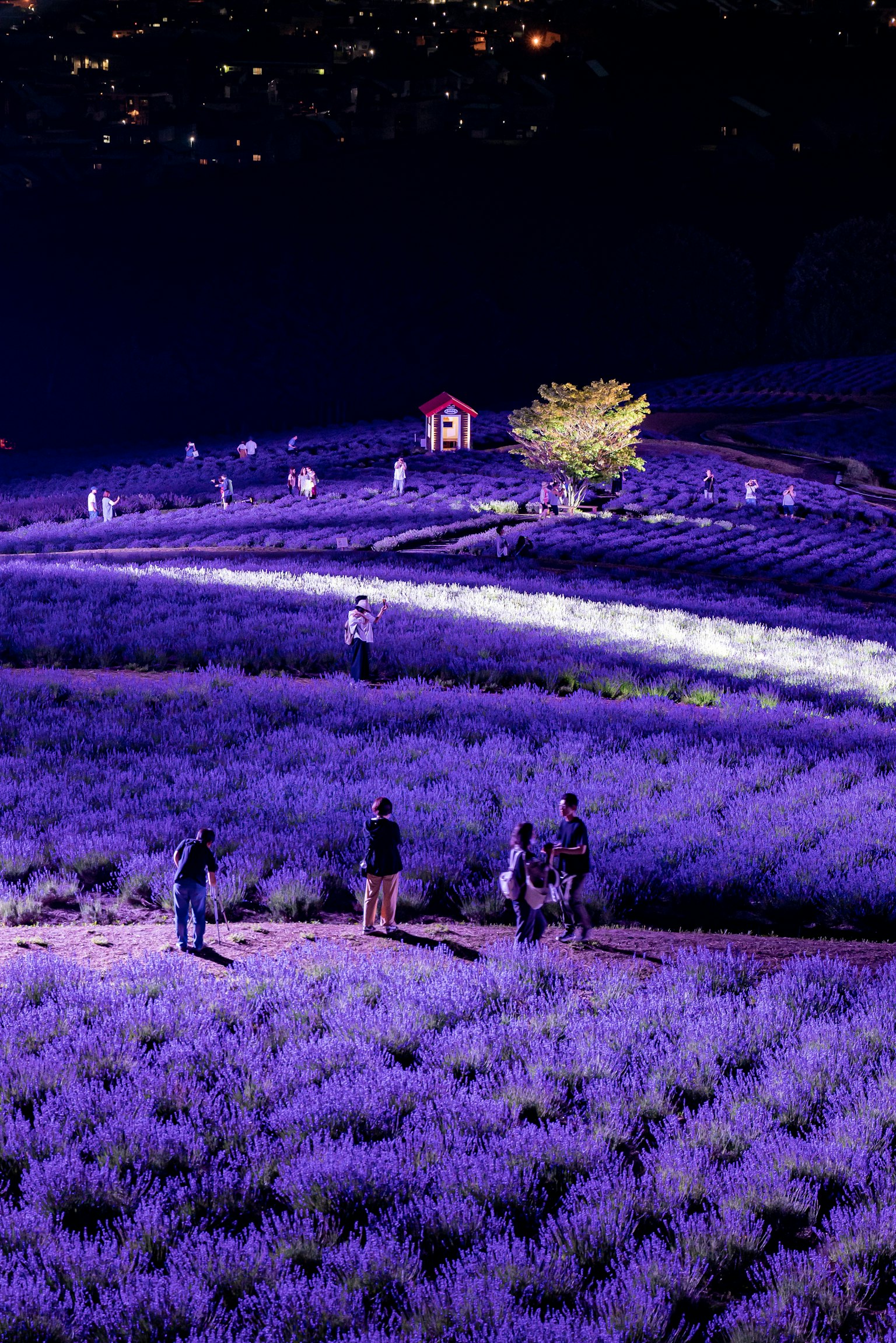 Des gens se promenant dans un champ de lavande la nuit