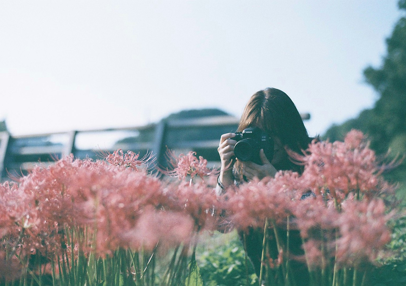 A woman holding a camera among pink flowers