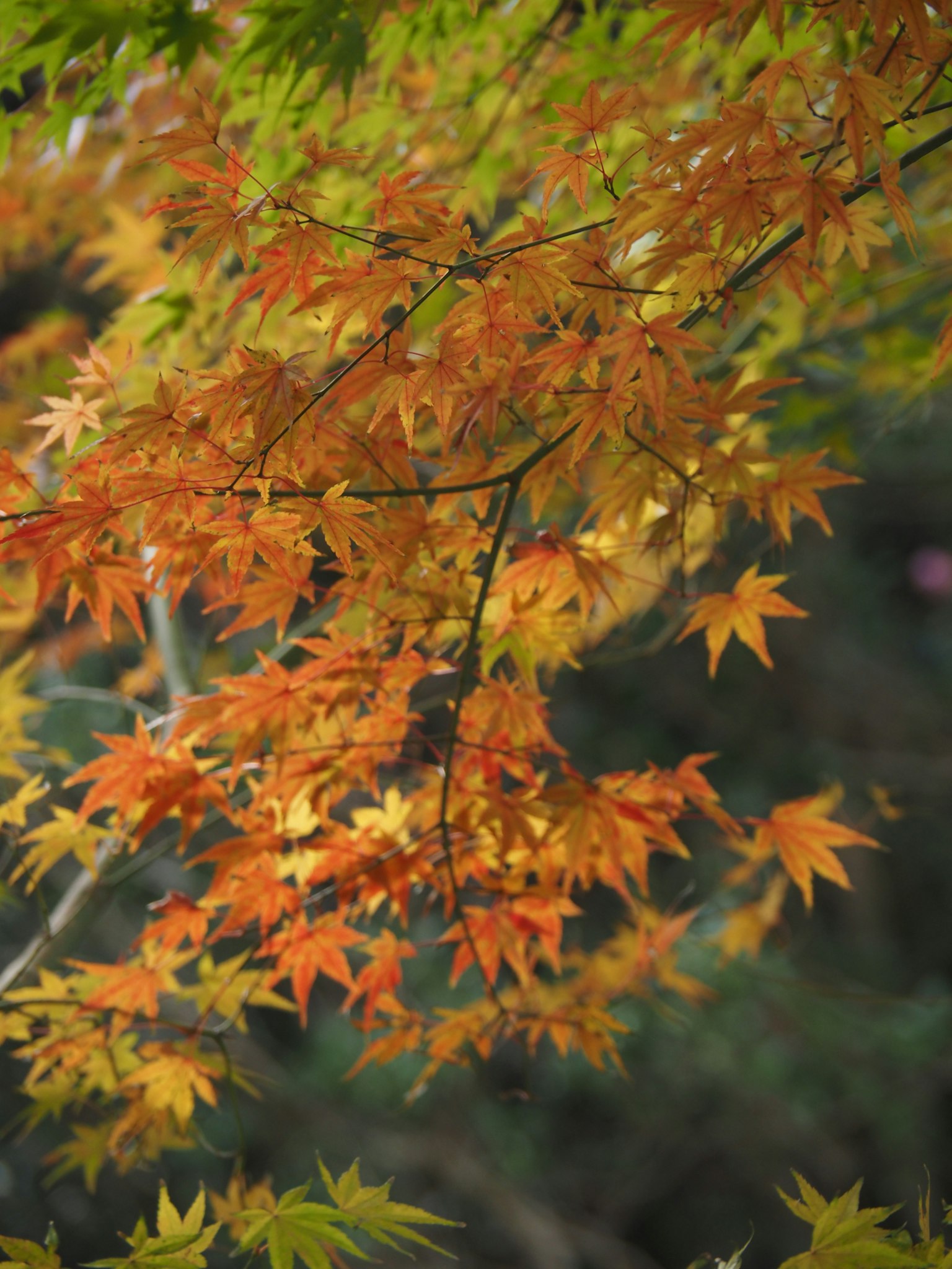 Hermosas hojas de otoño de un arce